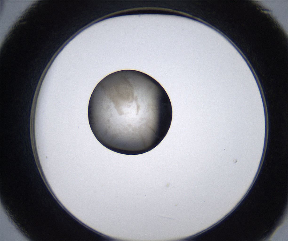 folderID215_plateID2215_batchID10049_wellNum21_profileID1_d2_r150752_ef.jpg
