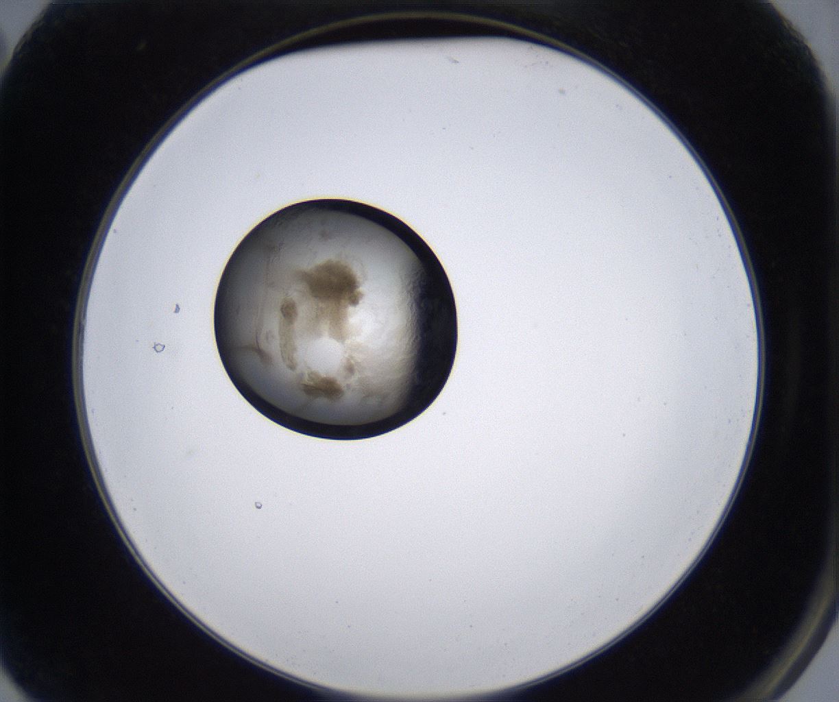 folderID215_plateID2215_batchID10049_wellNum2_profileID1_d2_r150714_ef.jpg