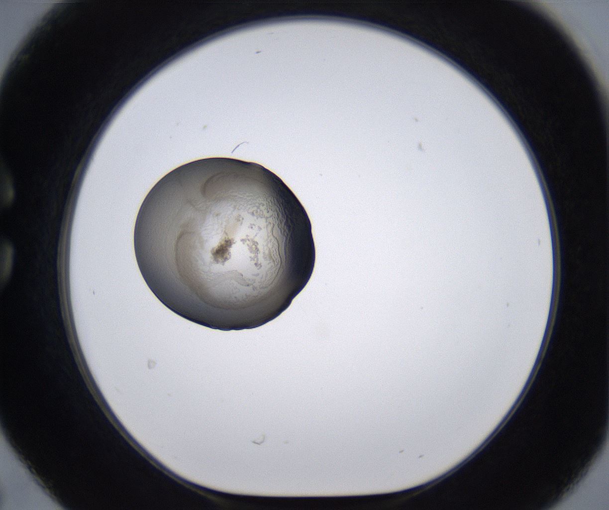 folderID215_plateID2215_batchID10049_wellNum30_profileID1_d1_r150769_ef.jpg