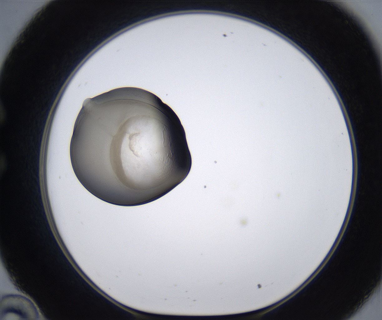 folderID215_plateID2215_batchID10049_wellNum34_profileID1_d1_r150777_ef.jpg