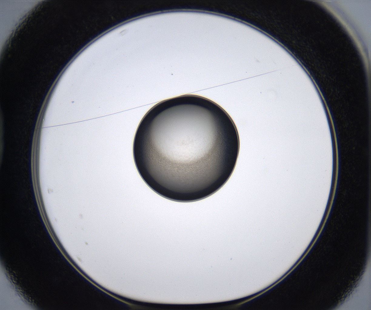 folderID215_plateID2215_batchID10049_wellNum37_profileID1_d1_r150783_ef.jpg