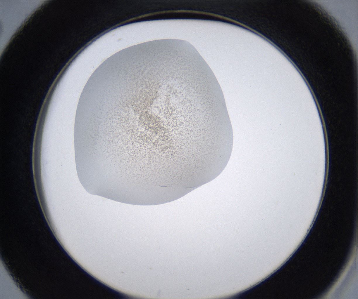 folderID215_plateID2215_batchID10049_wellNum38_profileID1_d2_r150786_ef.jpg
