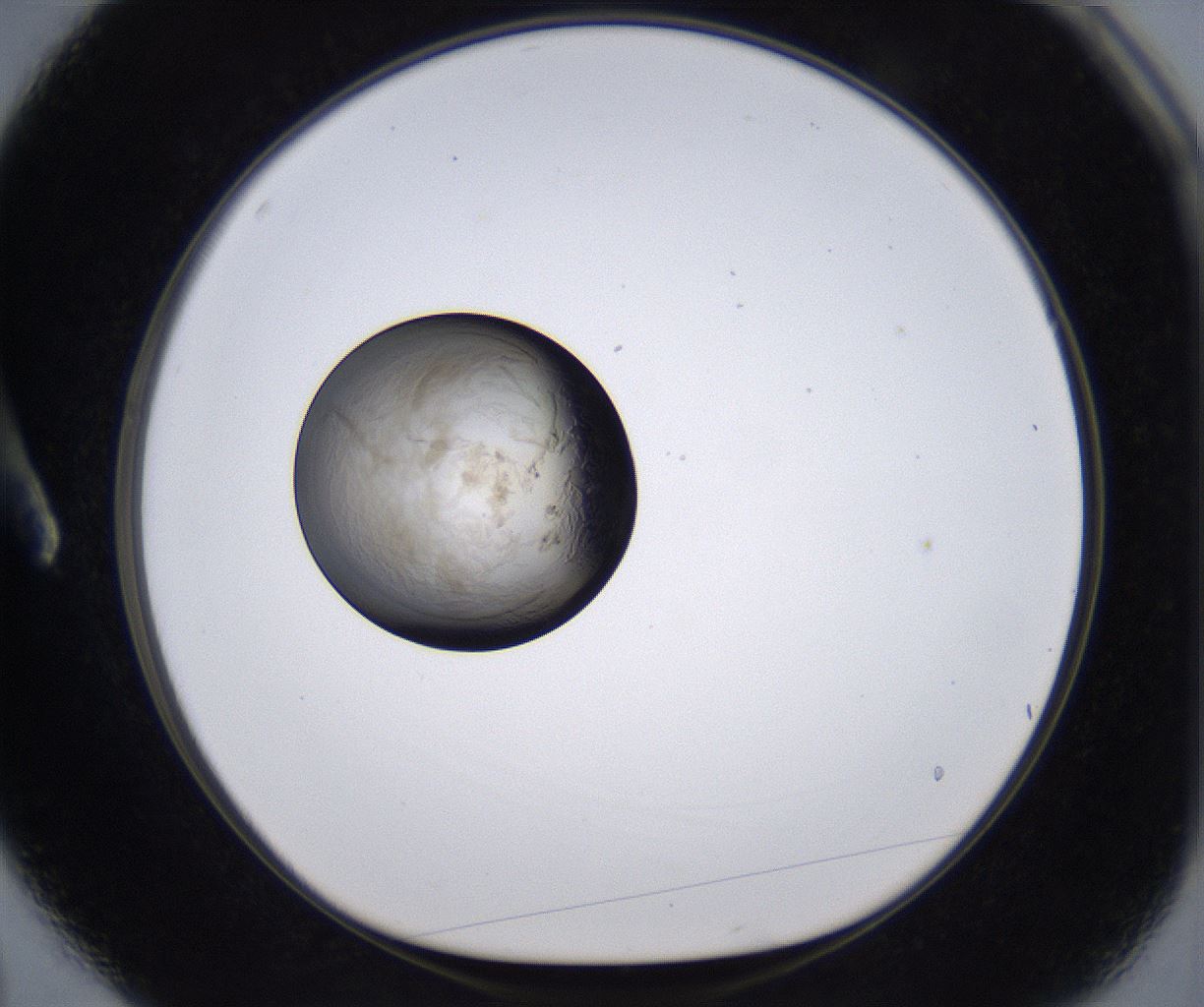 folderID215_plateID2215_batchID10049_wellNum3_profileID1_d1_r150715_ef.jpg
