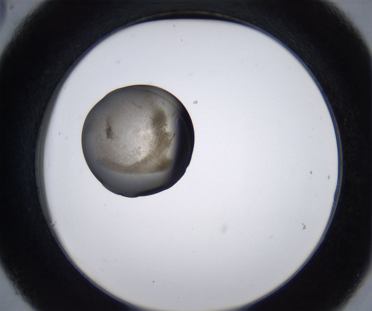 folderID215_plateID2215_batchID10049_wellNum30_profileID1_d2_r150770_ef.jpg