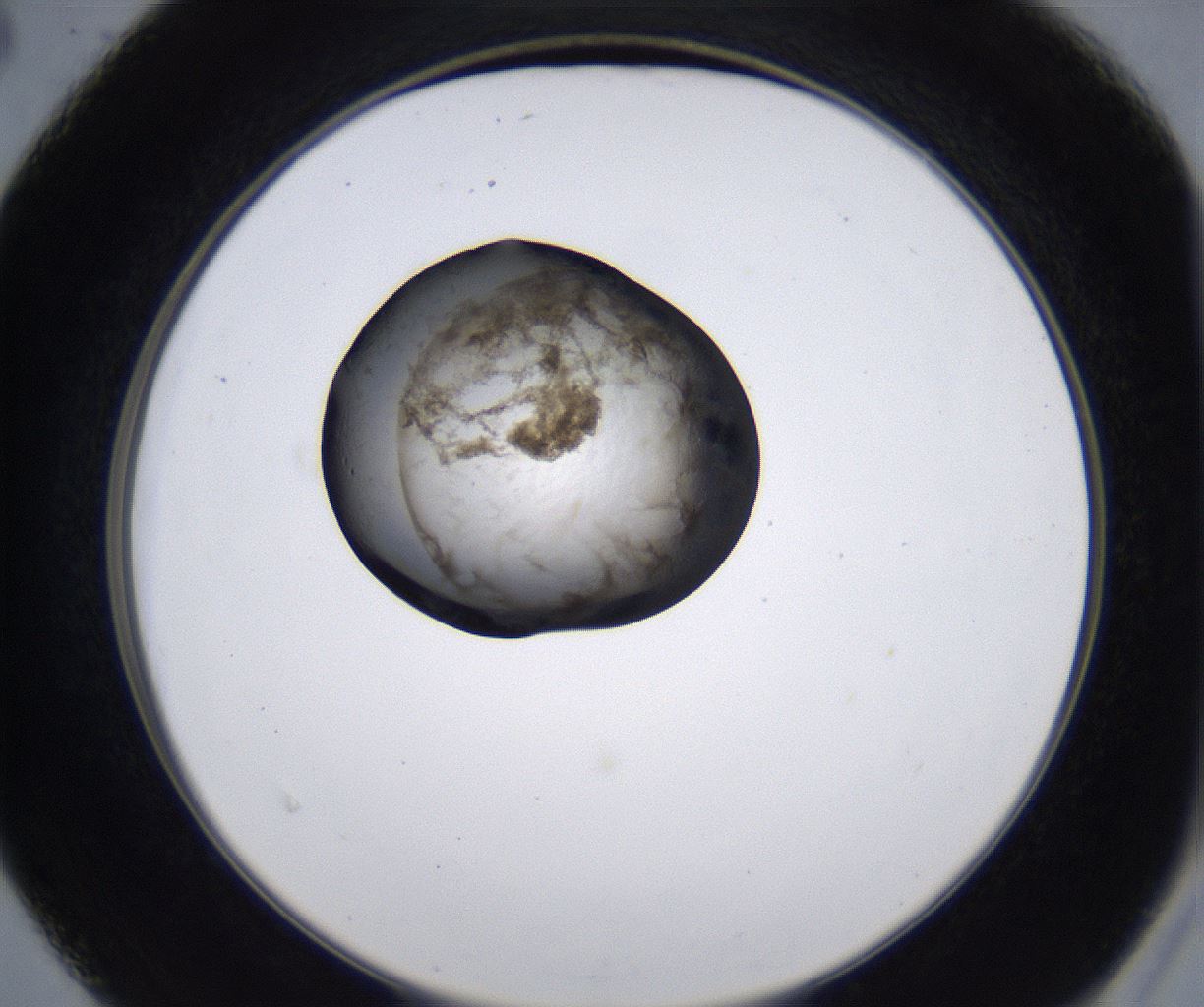 folderID215_plateID2215_batchID10049_wellNum40_profileID1_d2_r150790_ef.jpg