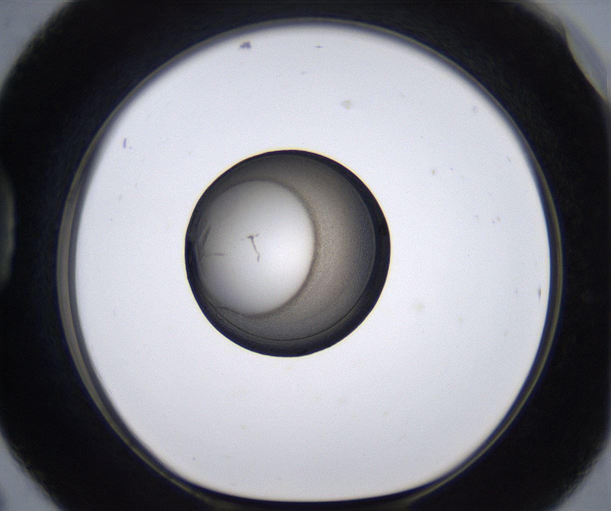 folderID215_plateID2215_batchID10049_wellNum42_profileID1_d1_r150793_ef.jpg