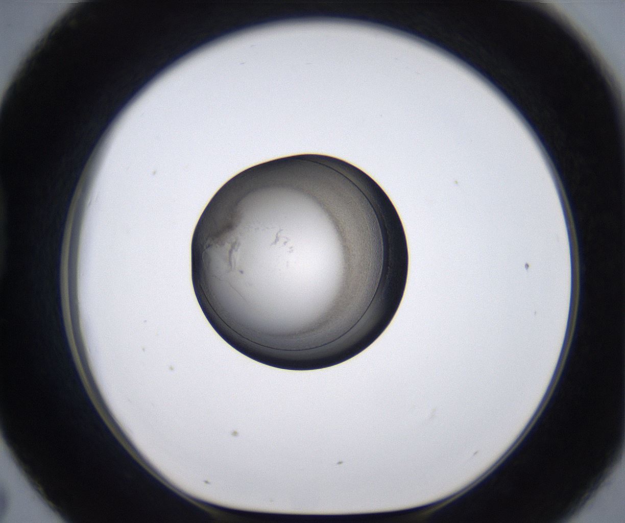 folderID215_plateID2215_batchID10049_wellNum43_profileID1_d1_r150795_ef.jpg