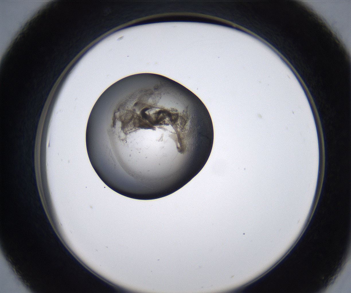 folderID215_plateID2215_batchID10049_wellNum43_profileID1_d2_r150796_ef.jpg