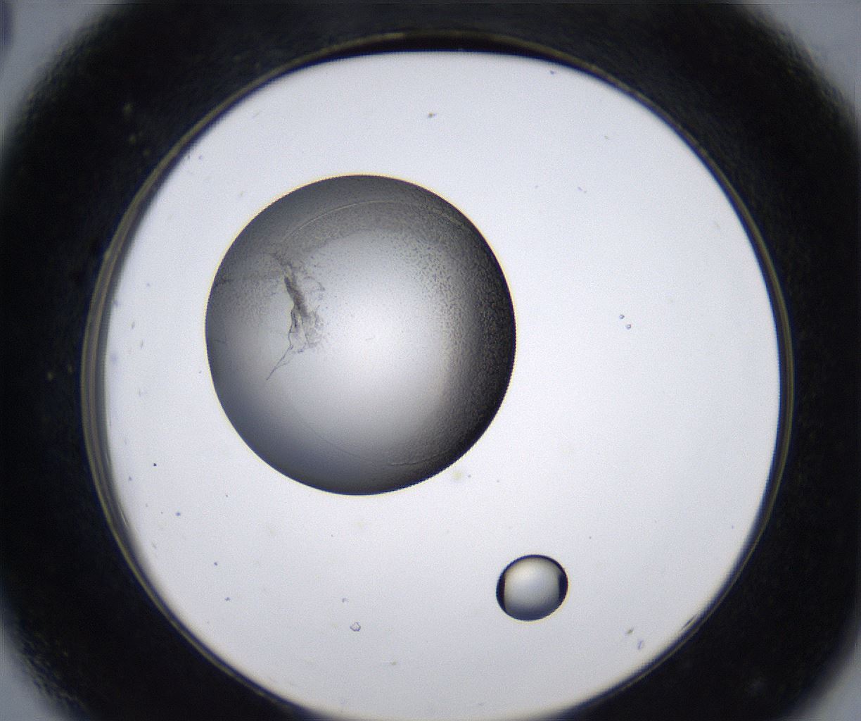 folderID215_plateID2215_batchID10049_wellNum44_profileID1_d2_r150798_ef.jpg