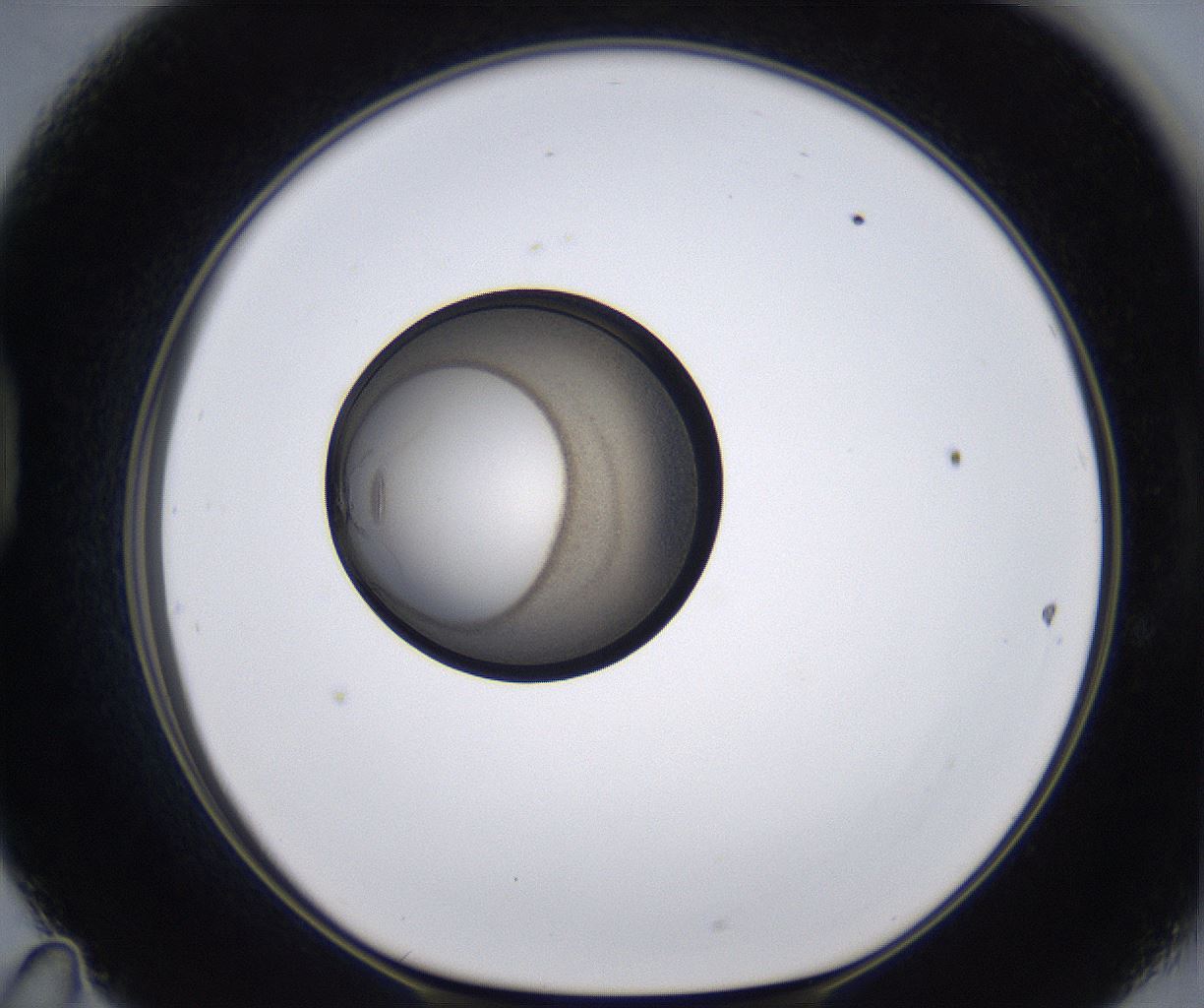 folderID215_plateID2215_batchID10049_wellNum47_profileID1_d1_r150803_ef.jpg