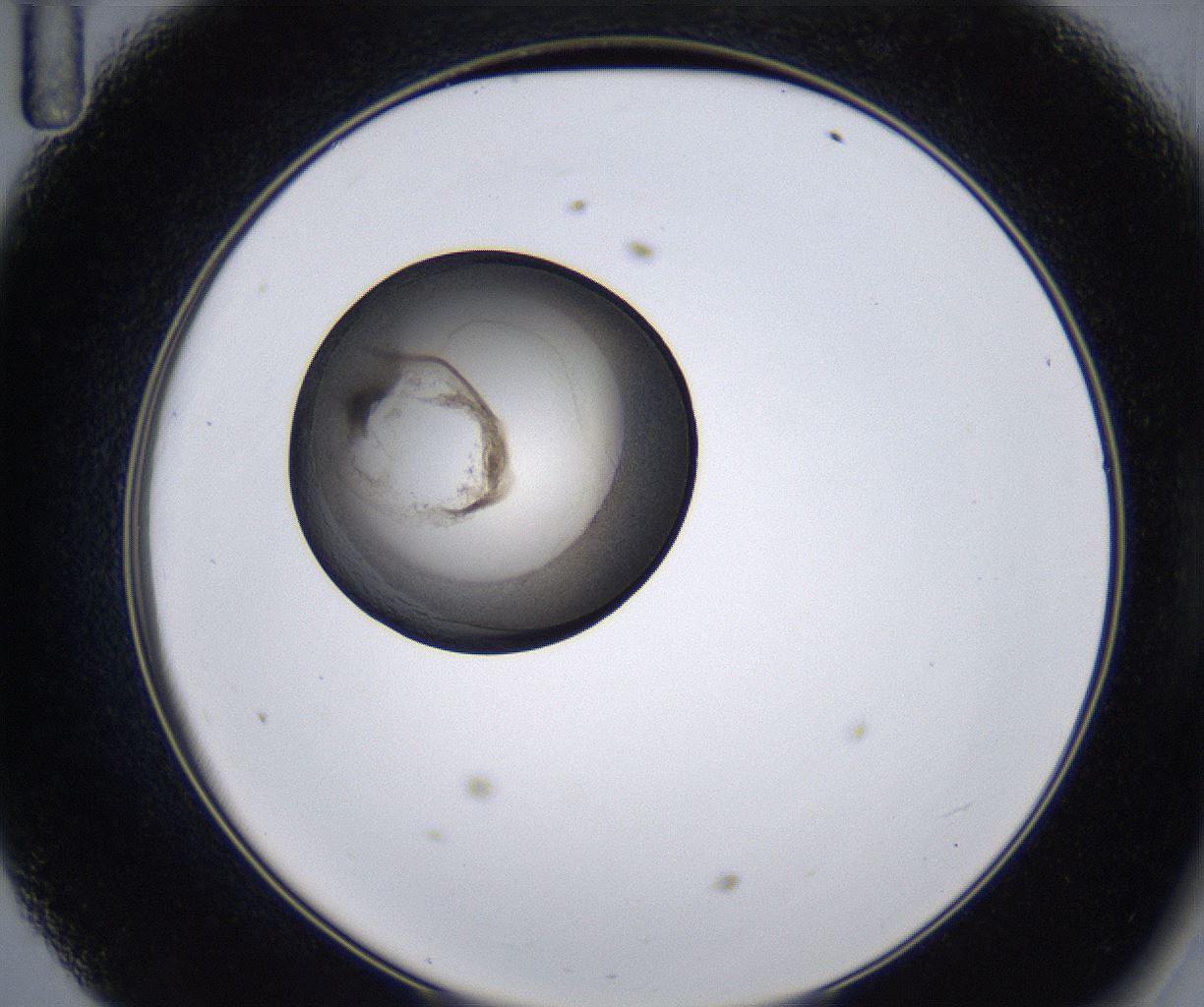 folderID215_plateID2215_batchID10049_wellNum47_profileID1_d2_r150804_ef.jpg