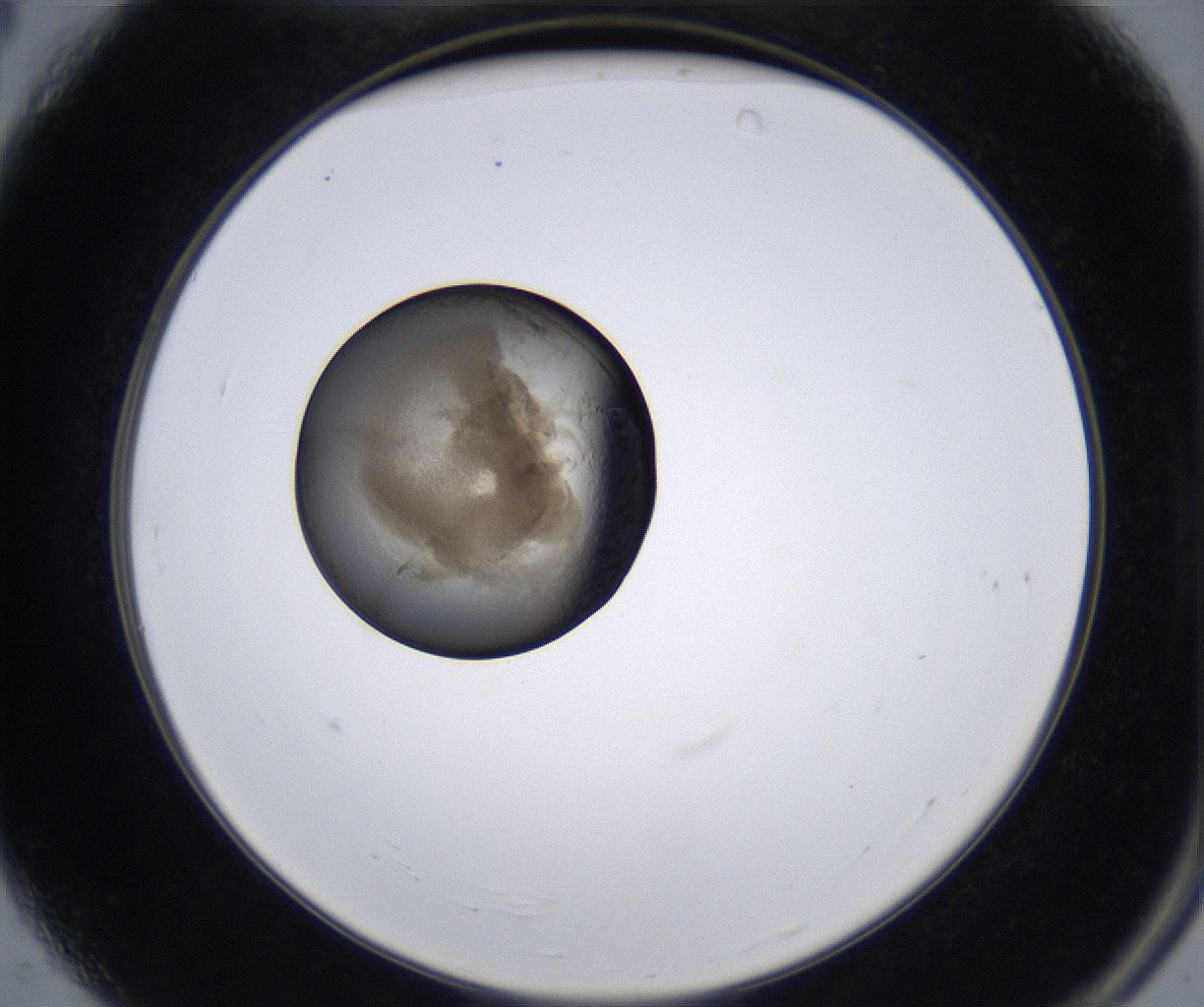 folderID215_plateID2215_batchID10049_wellNum4_profileID1_d2_r150718_ef.jpg