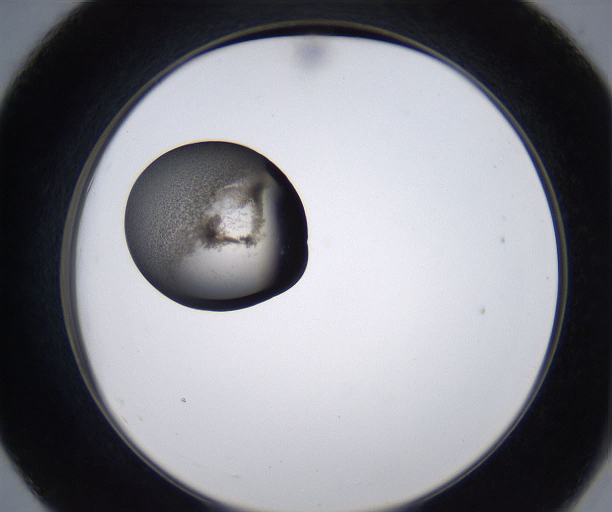 folderID215_plateID2215_batchID10049_wellNum55_profileID1_d2_r150820_ef.jpg