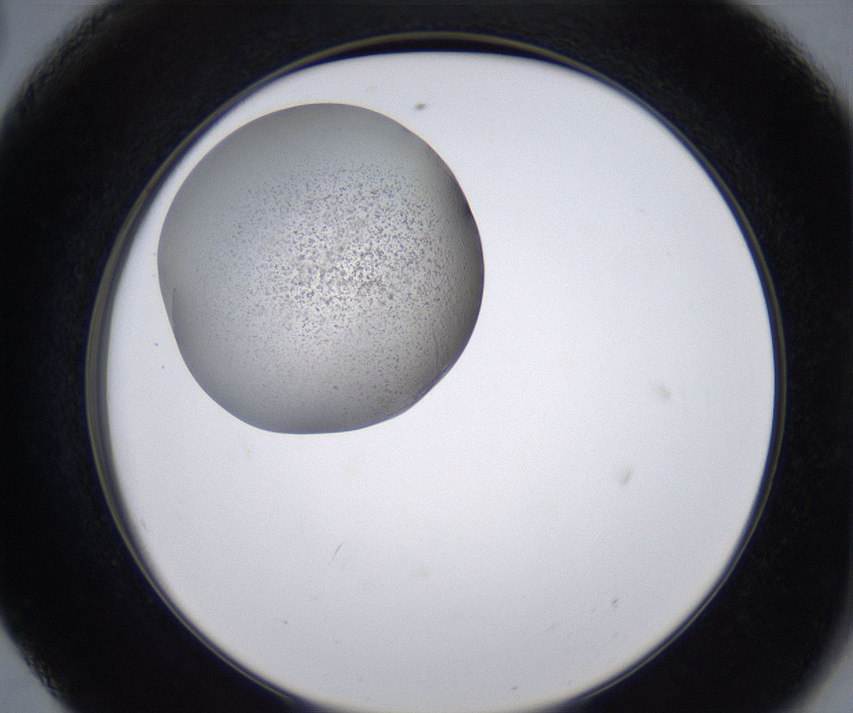 folderID215_plateID2215_batchID10049_wellNum56_profileID1_d2_r150822_ef.jpg