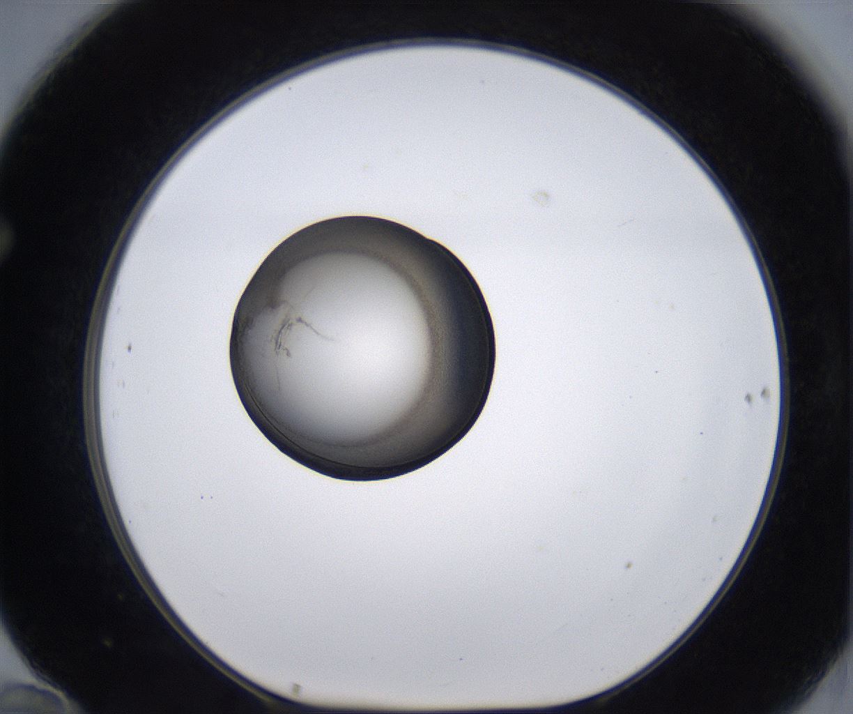 folderID215_plateID2215_batchID10049_wellNum70_profileID1_d1_r150849_ef.jpg