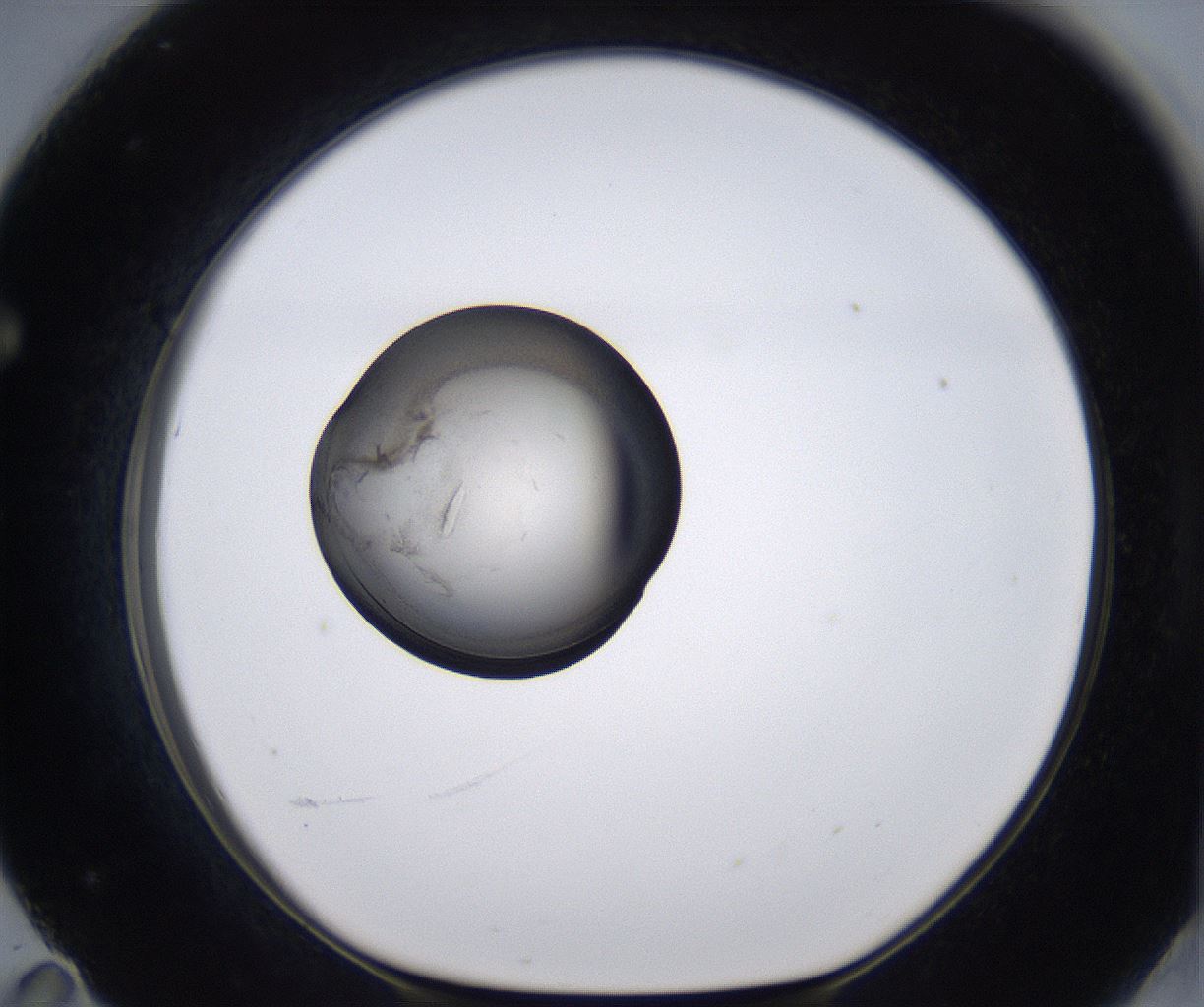folderID215_plateID2215_batchID10049_wellNum71_profileID1_d1_r150851_ef.jpg