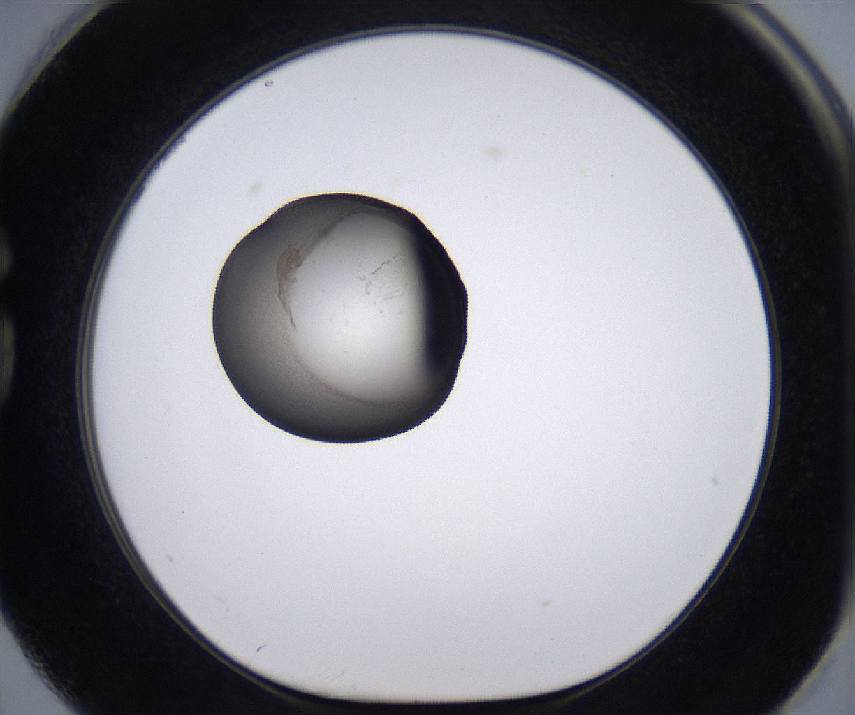 folderID215_plateID2215_batchID10049_wellNum74_profileID1_d1_r150857_ef.jpg