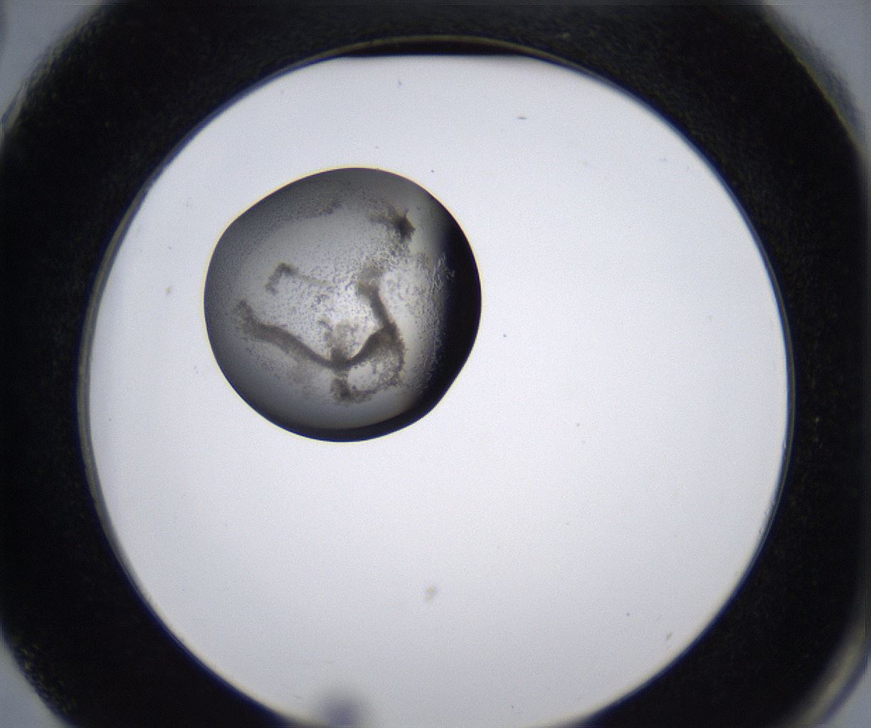 folderID215_plateID2215_batchID10049_wellNum75_profileID1_d2_r150860_ef.jpg