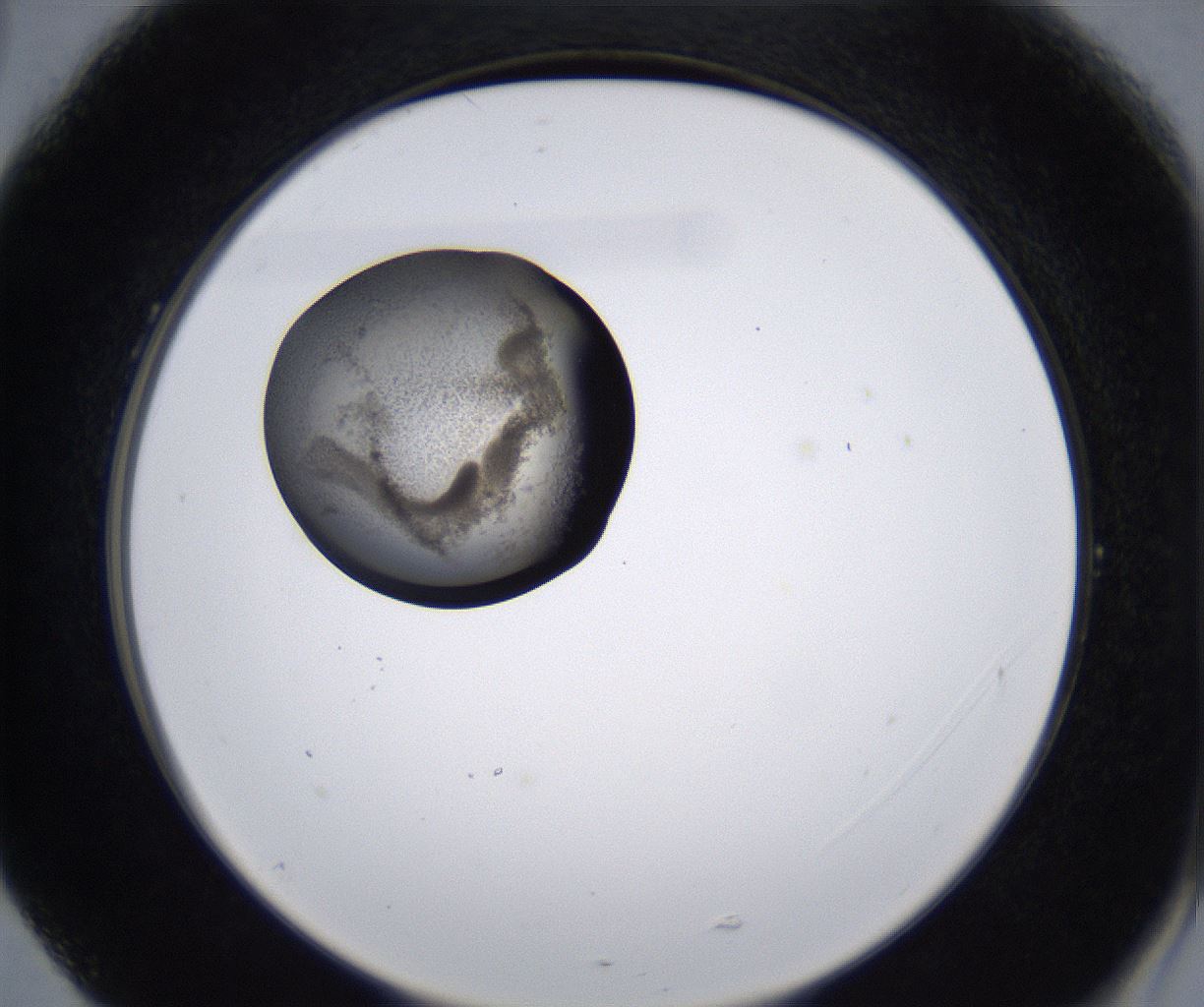 folderID215_plateID2215_batchID10049_wellNum77_profileID1_d2_r150864_ef.jpg