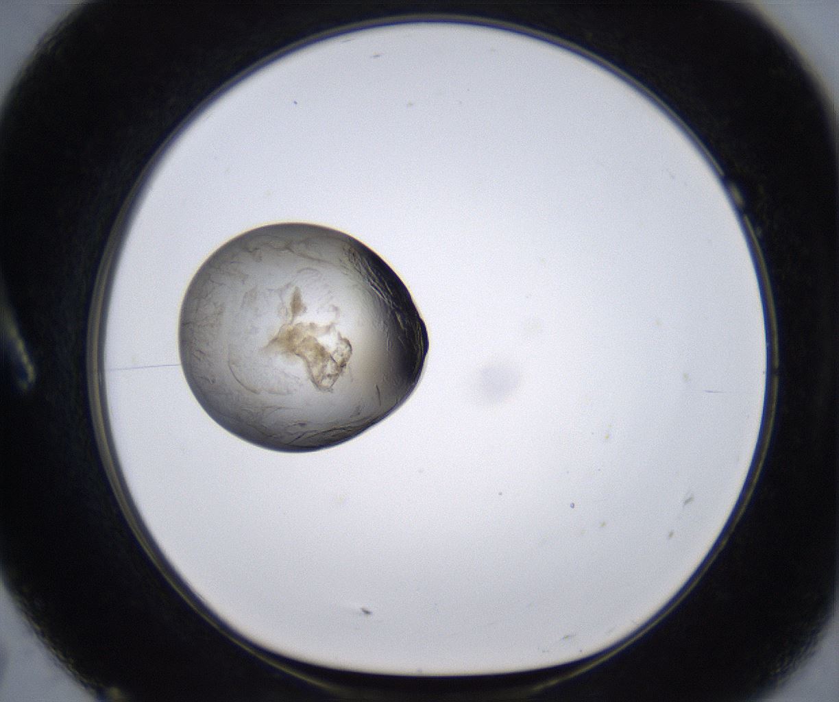 folderID215_plateID2215_batchID10049_wellNum7_profileID1_d1_r150723_ef.jpg