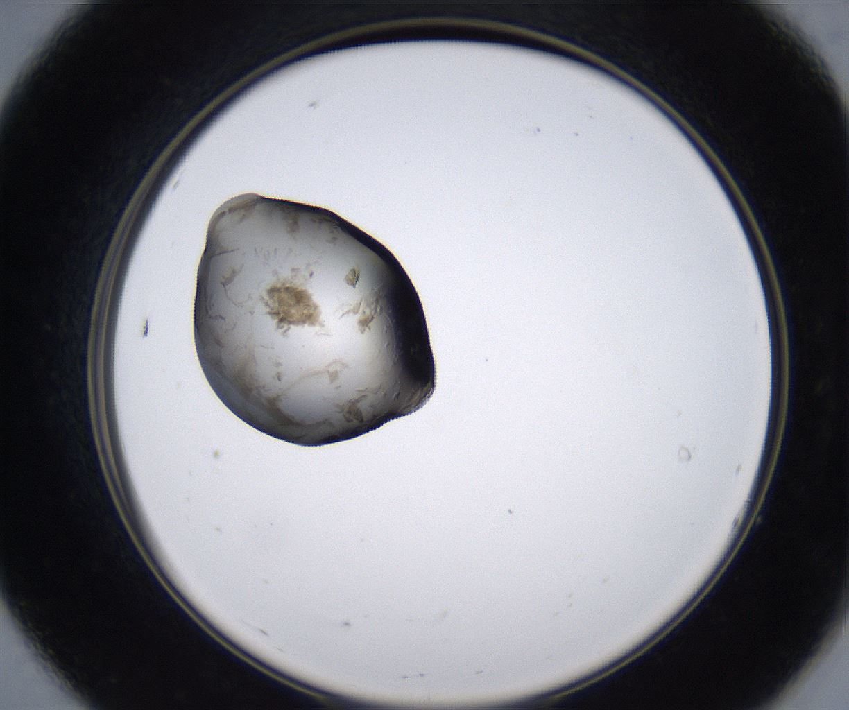 folderID215_plateID2215_batchID10049_wellNum7_profileID1_d2_r150724_ef.jpg