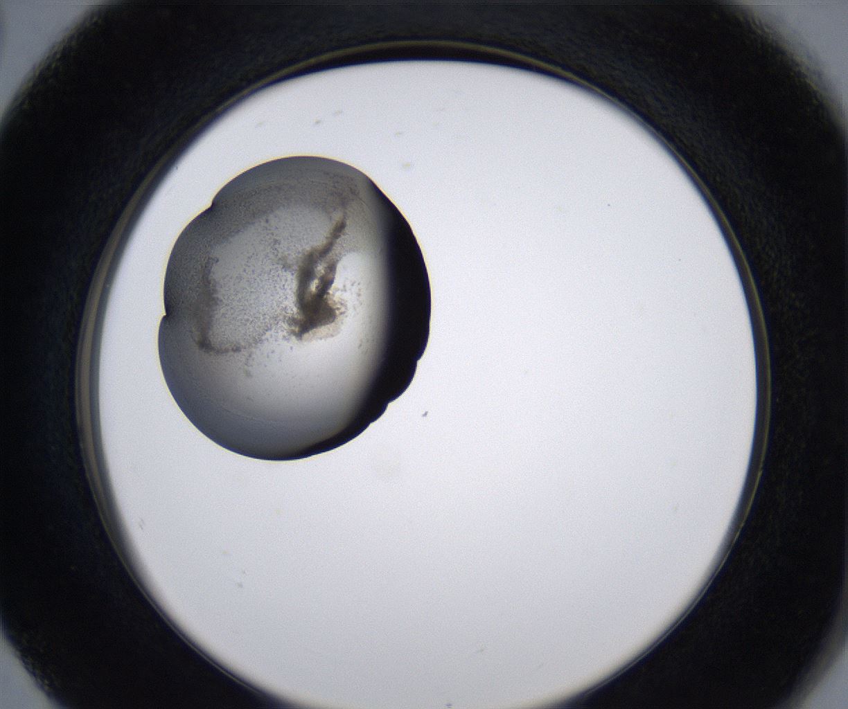 folderID215_plateID2215_batchID10049_wellNum80_profileID1_d2_r150870_ef.jpg