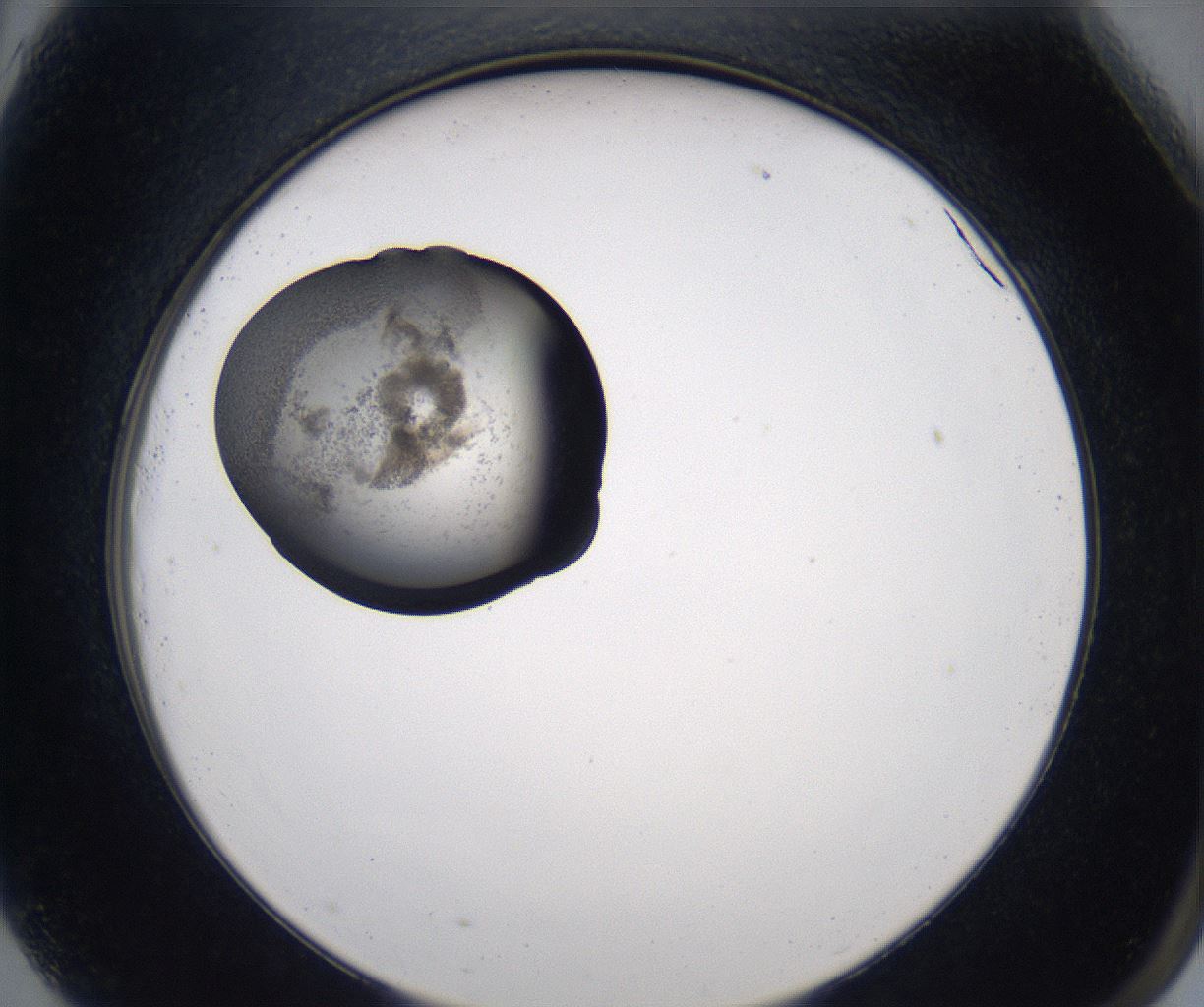folderID215_plateID2215_batchID10049_wellNum81_profileID1_d2_r150872_ef.jpg