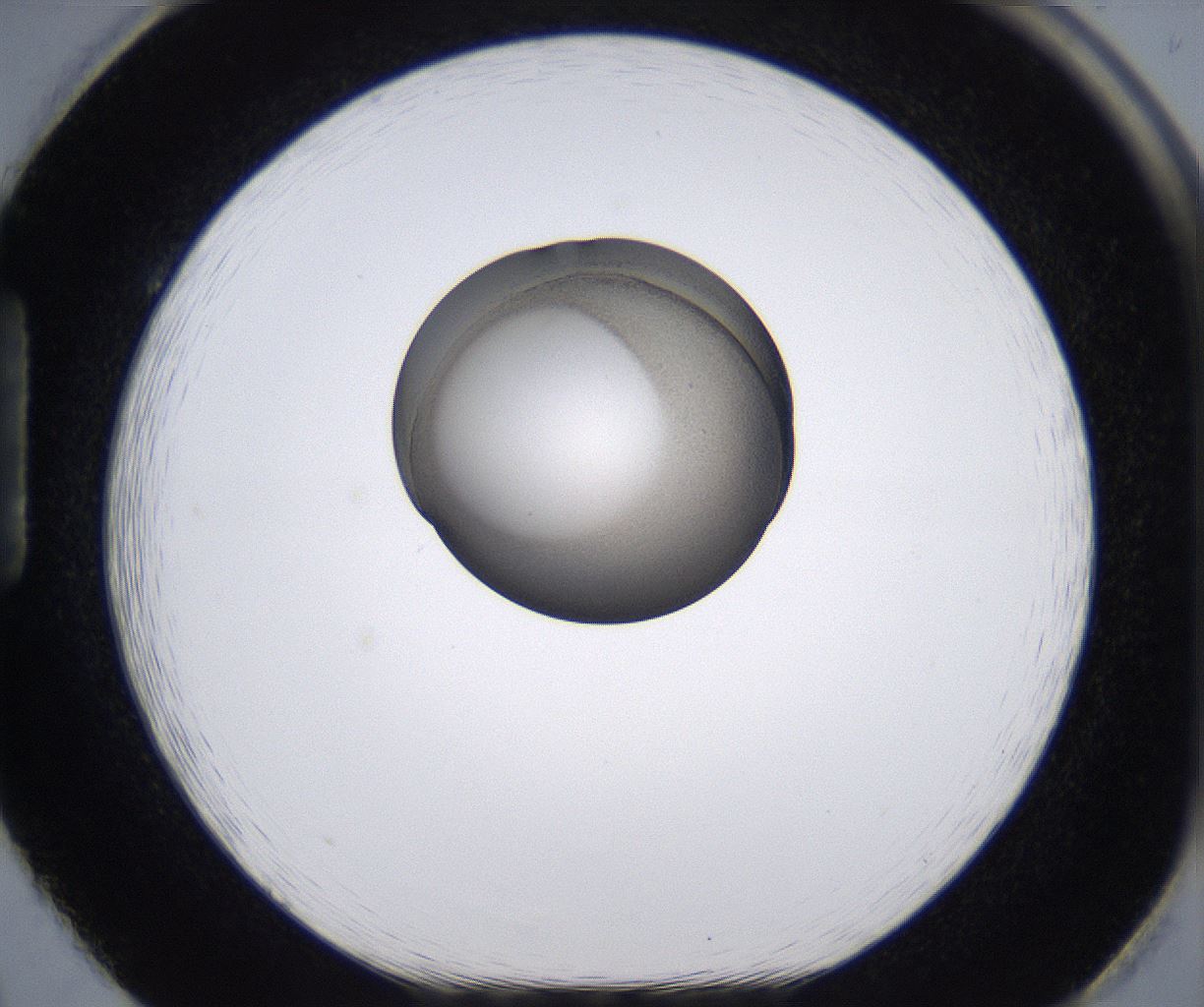folderID215_plateID2215_batchID10049_wellNum86_profileID1_d1_r150881_ef.jpg