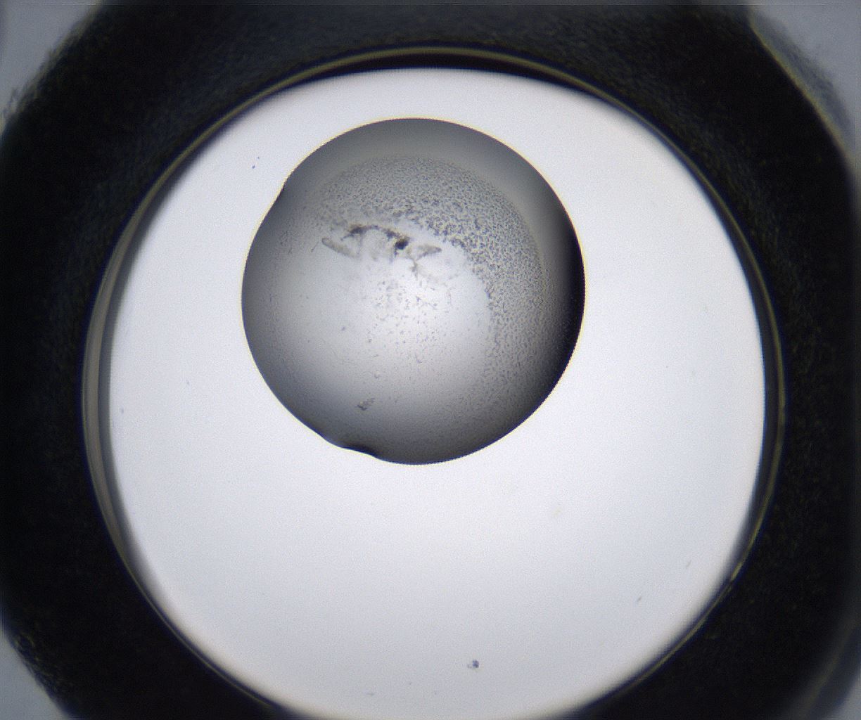 folderID215_plateID2215_batchID10049_wellNum89_profileID1_d2_r150888_ef.jpg
