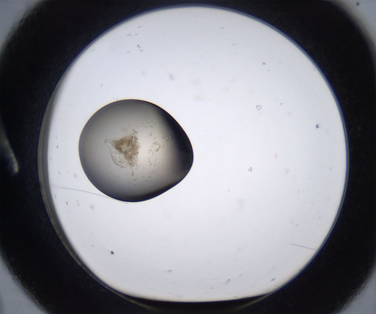 folderID215_plateID2215_batchID10049_wellNum8_profileID1_d1_r150725_ef.jpg
