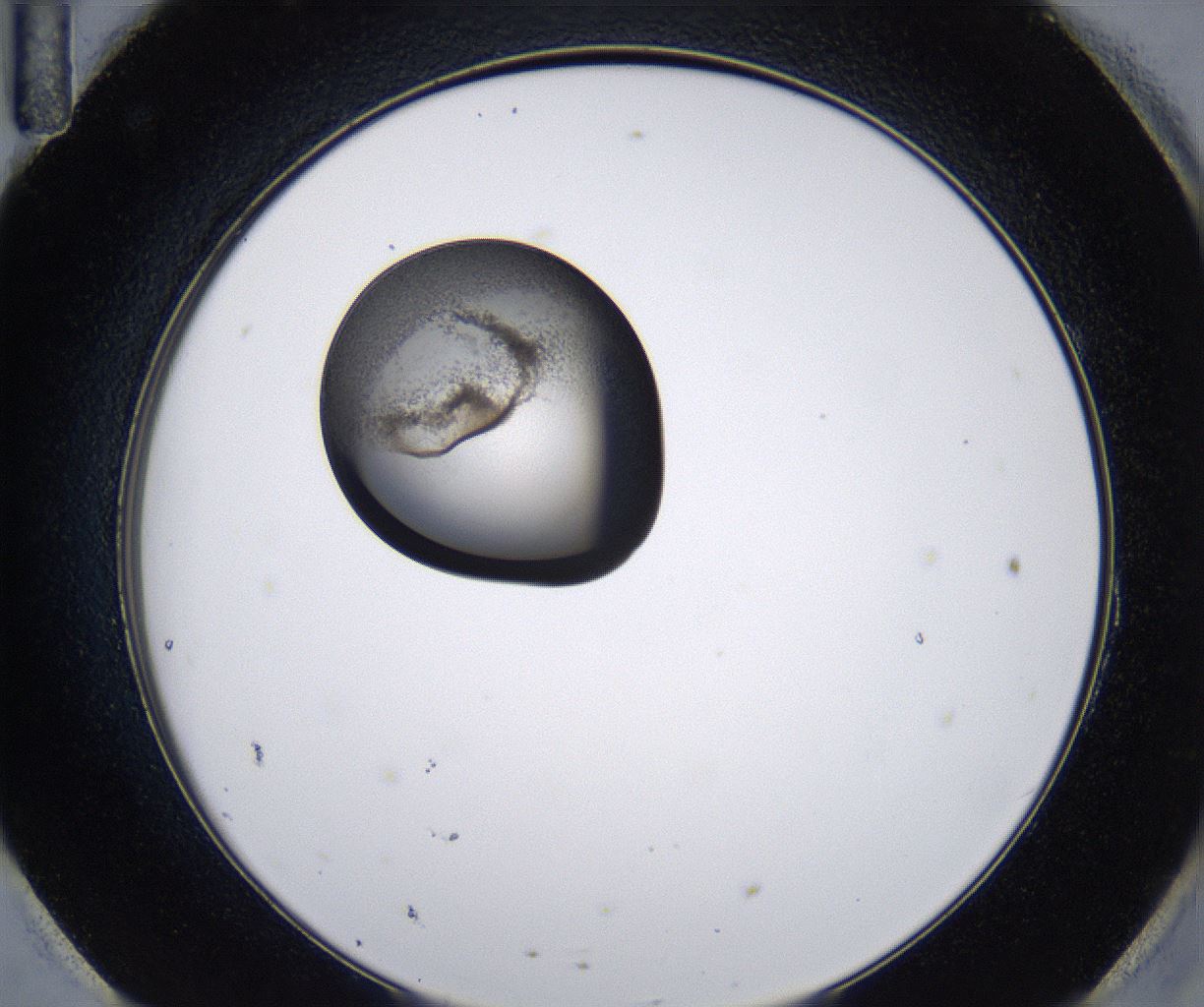 folderID215_plateID2215_batchID10049_wellNum95_profileID1_d2_r150900_ef.jpg