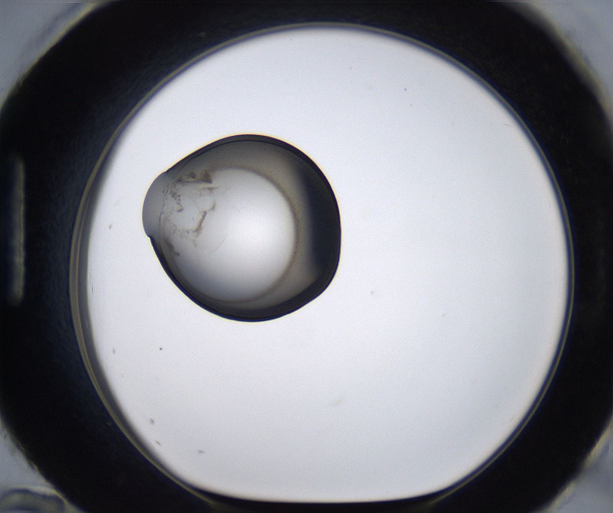 folderID215_plateID2215_batchID10049_wellNum96_profileID1_d1_r150901_ef.jpg