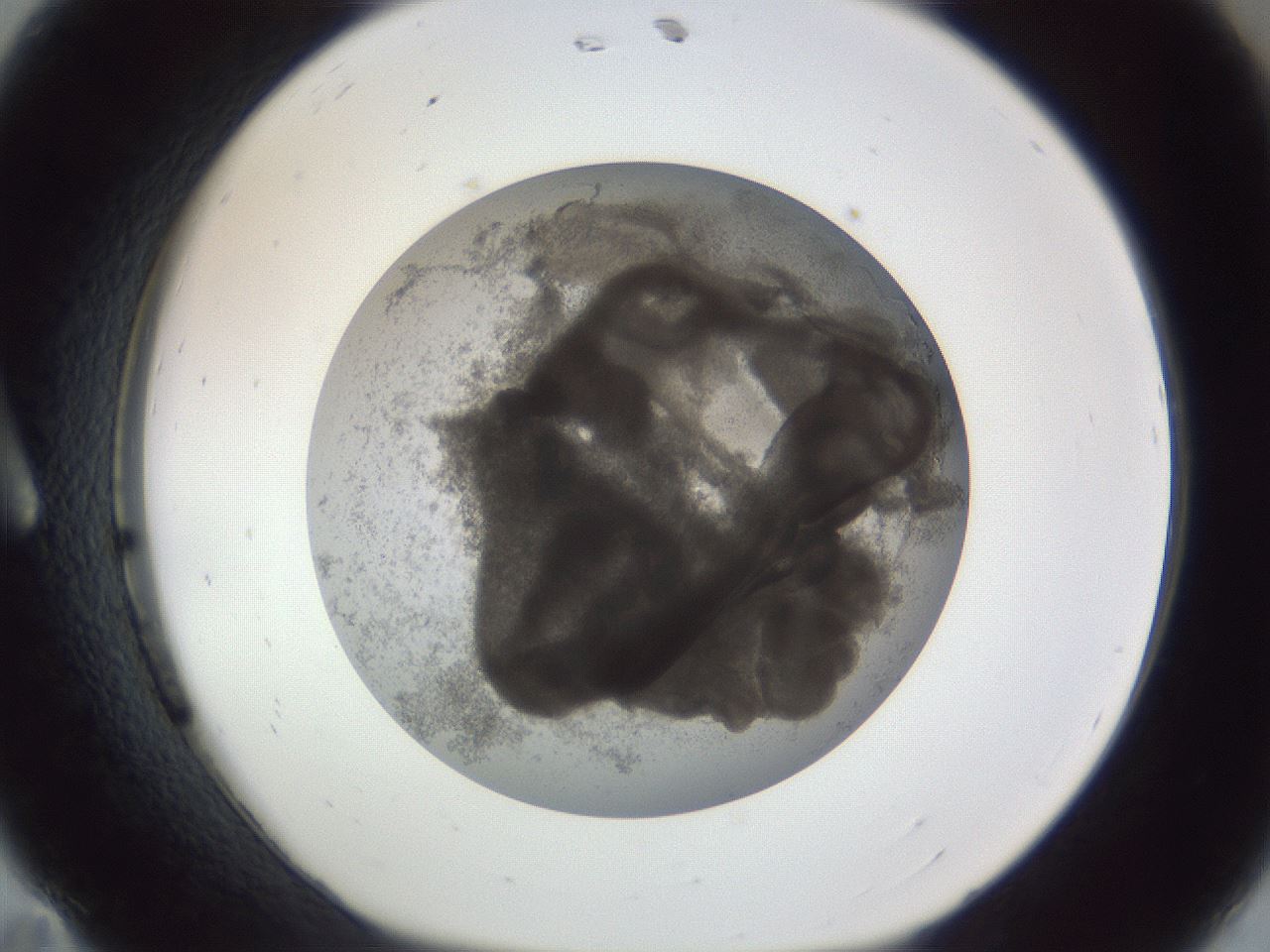 folderID216_plateID1216_batchID3622_wellNum11_profileID1_d1_r68116_ef.jpg