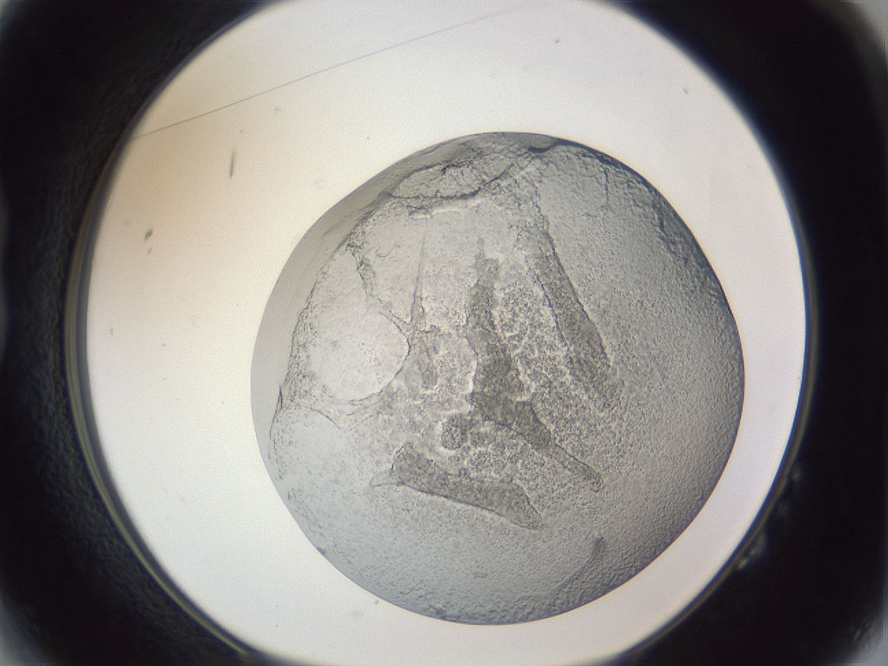 folderID216_plateID1216_batchID3622_wellNum14_profileID1_d1_r68122_ef.jpg