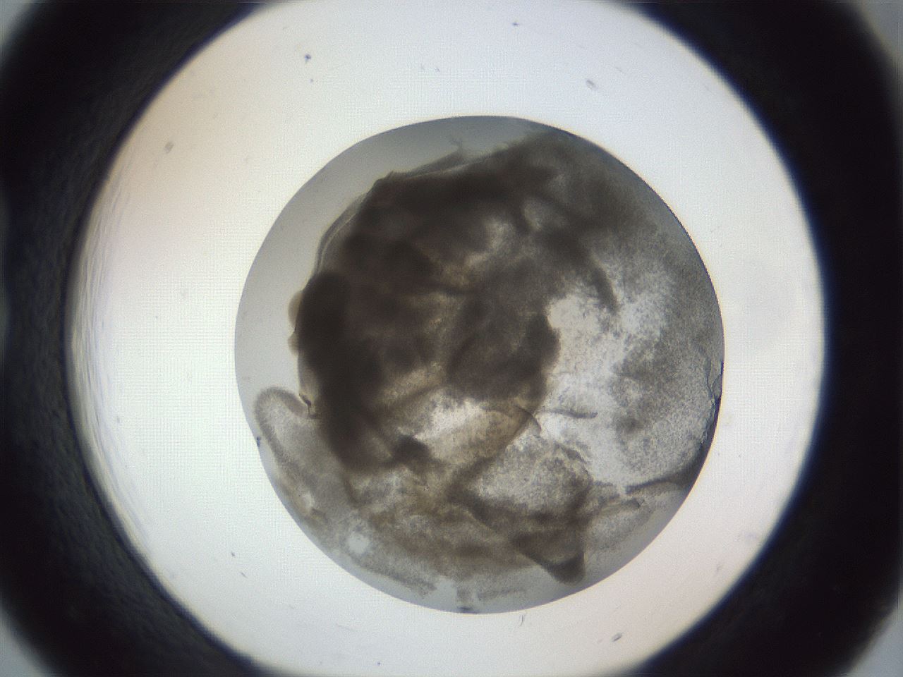 folderID216_plateID1216_batchID3622_wellNum18_profileID1_d1_r68130_ef.jpg