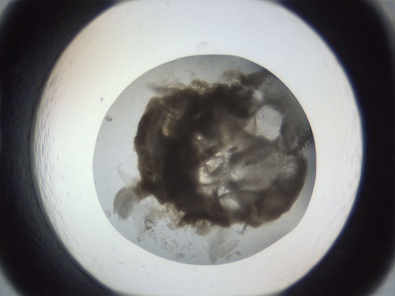 folderID216_plateID1216_batchID3622_wellNum19_profileID1_d1_r68132_ef.jpg