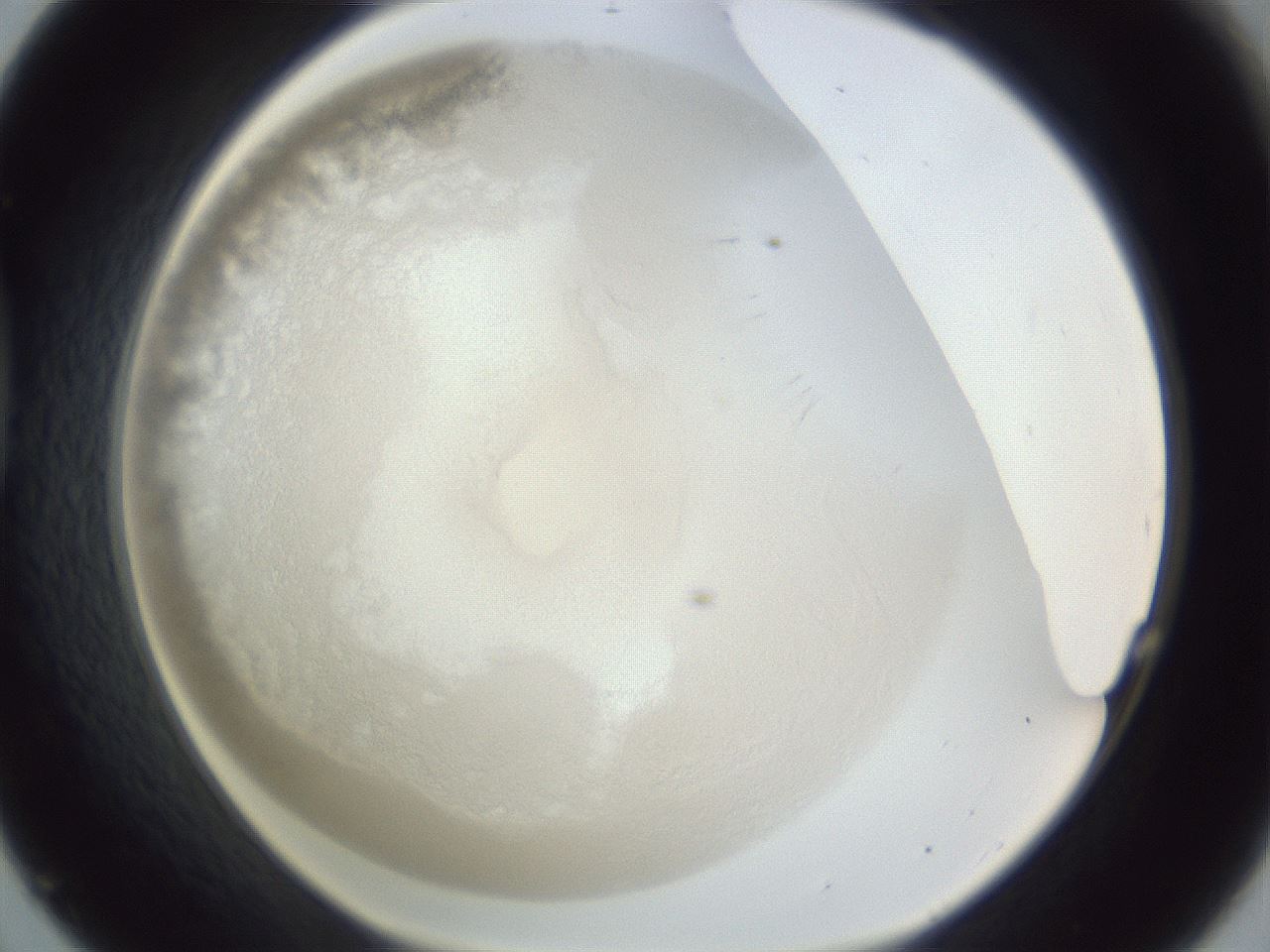 folderID216_plateID1216_batchID3656_wellNum45_profileID1_d1_r68184_ef.jpg