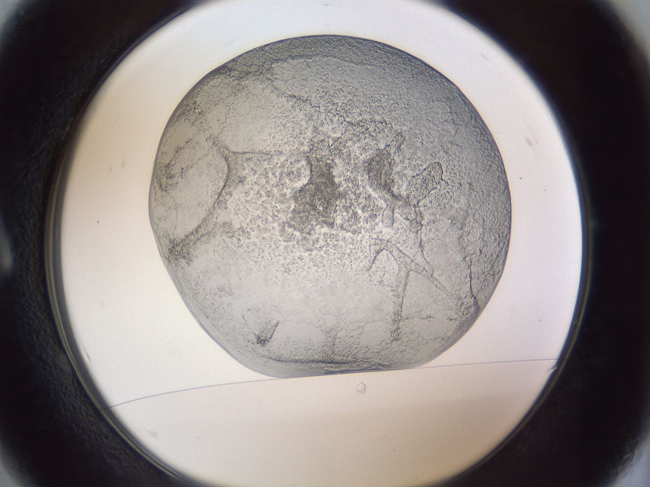 folderID216_plateID1216_batchID3656_wellNum1_profileID1_d1_r68096_ef.jpg