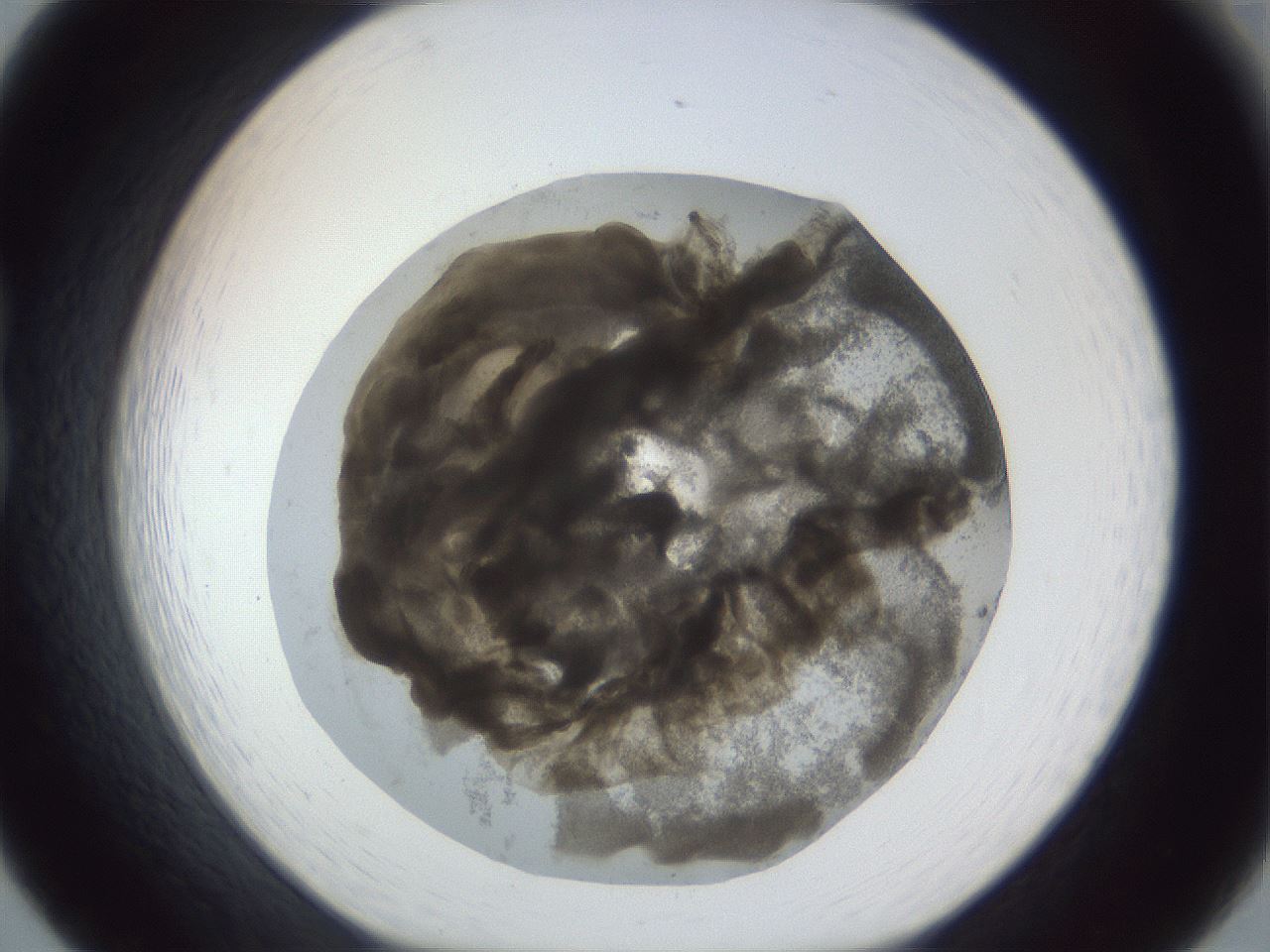 folderID216_plateID1216_batchID3656_wellNum20_profileID1_d1_r68134_ef.jpg