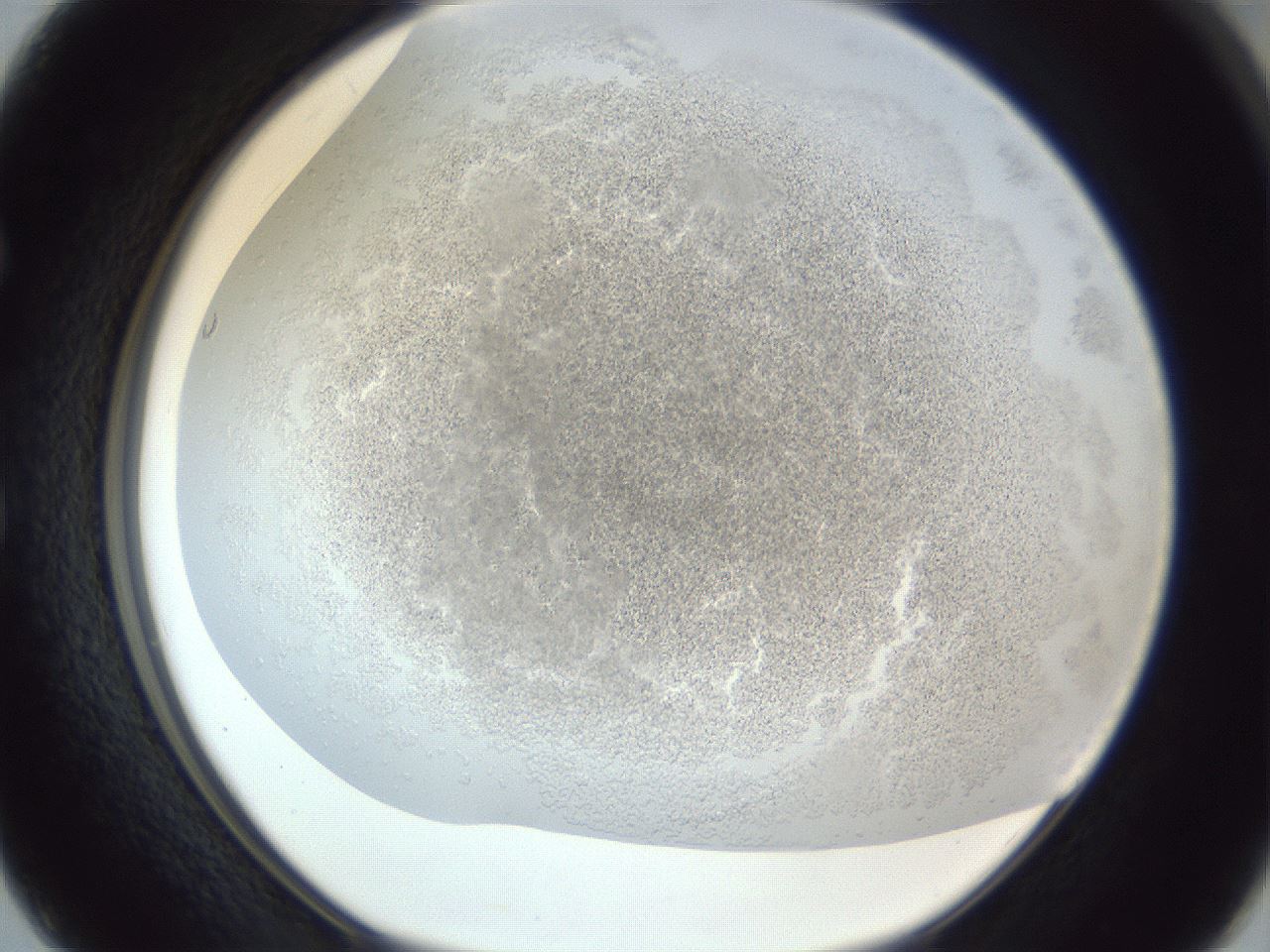 folderID216_plateID1216_batchID3656_wellNum50_profileID1_d1_r68194_ef.jpg