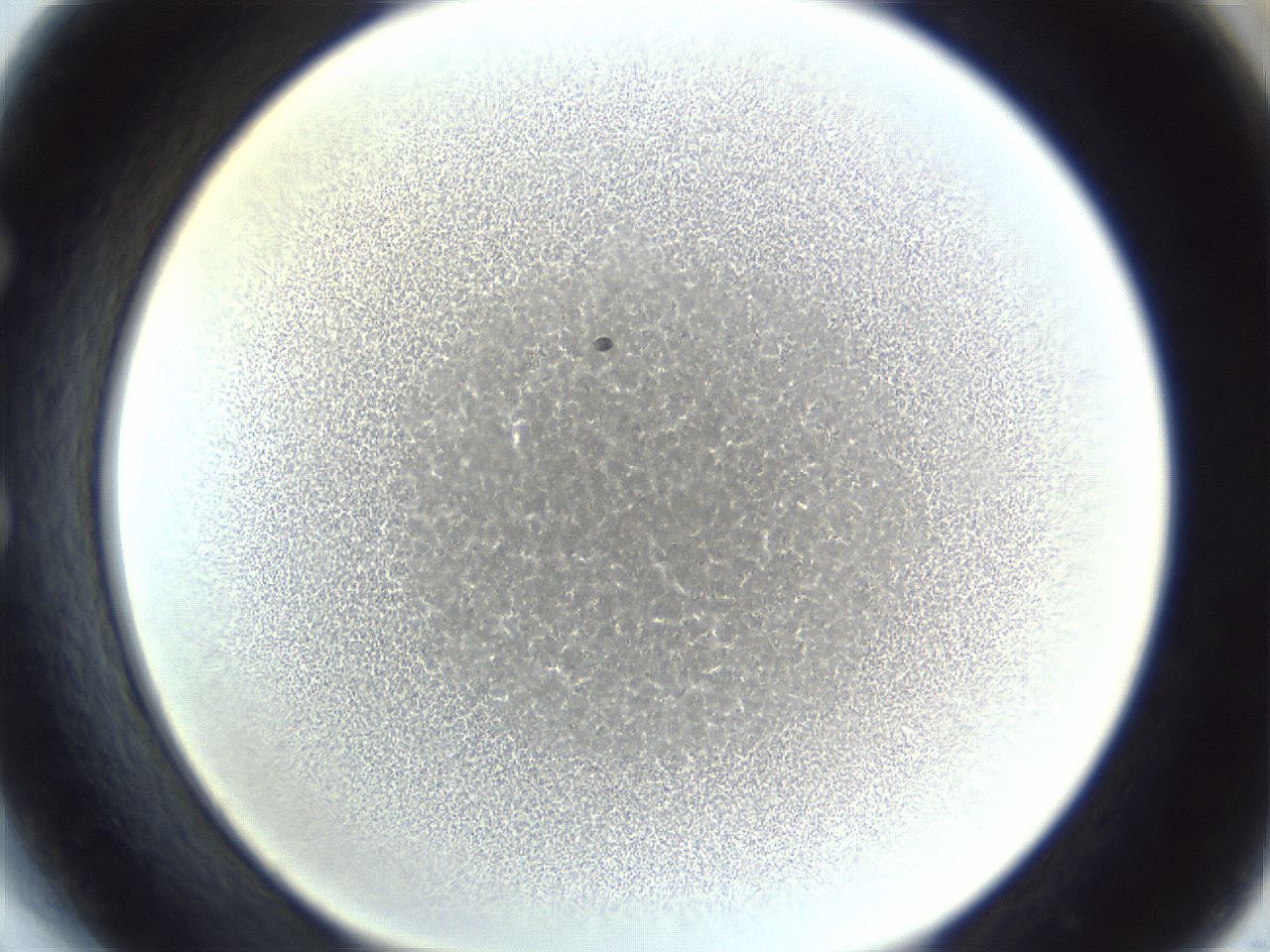 folderID216_plateID1216_batchID3656_wellNum54_profileID1_d1_r68202_ef.jpg