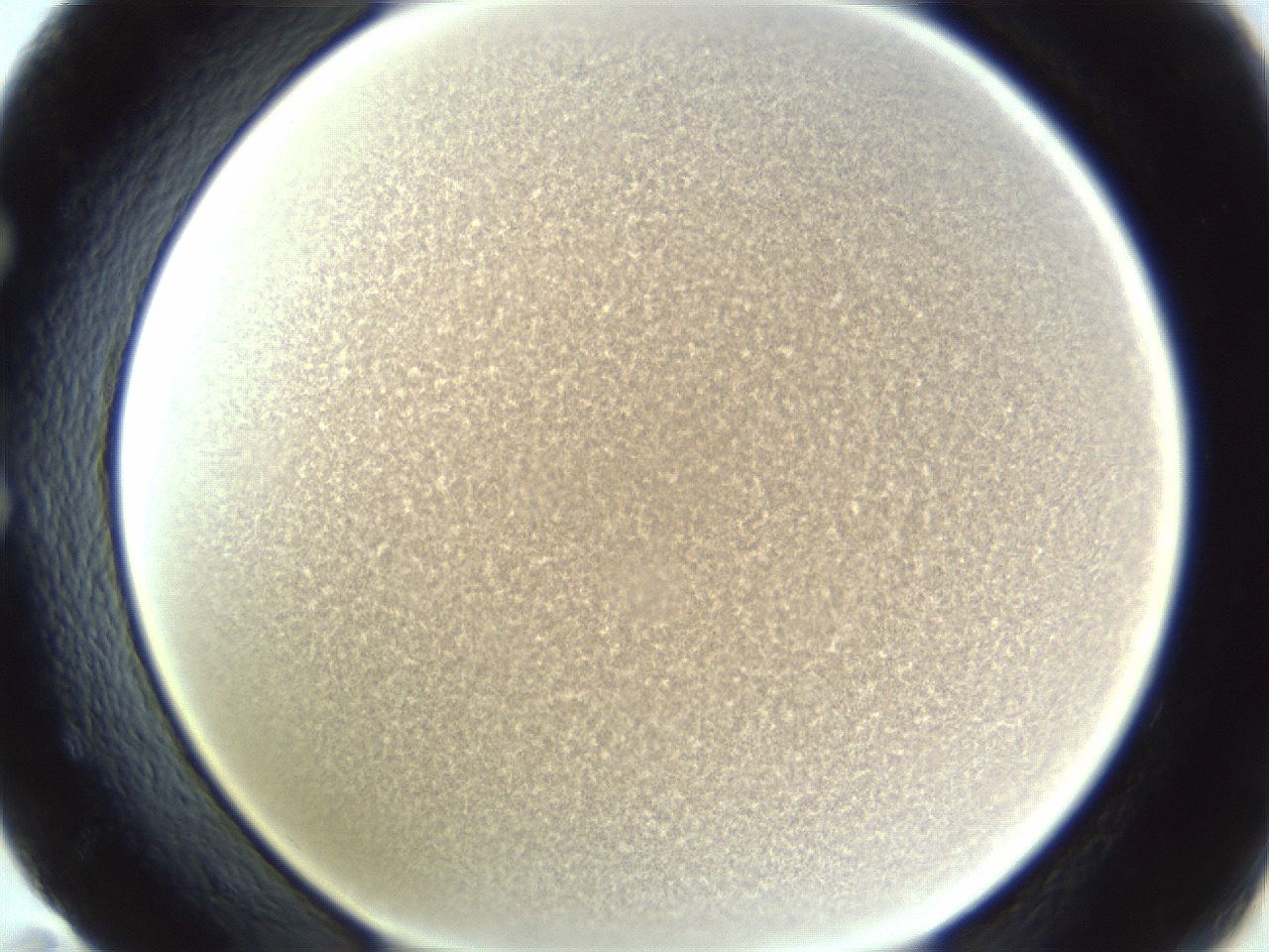 folderID216_plateID1216_batchID3656_wellNum59_profileID1_d1_r68212_ef.jpg