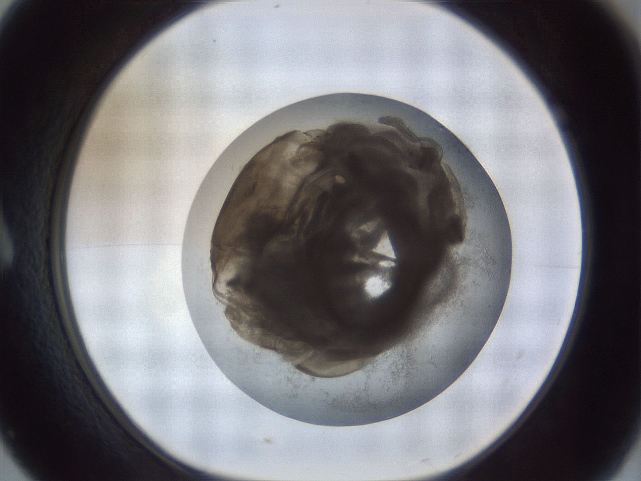 folderID216_plateID1216_batchID3656_wellNum7_profileID1_d1_r68108_ef.jpg