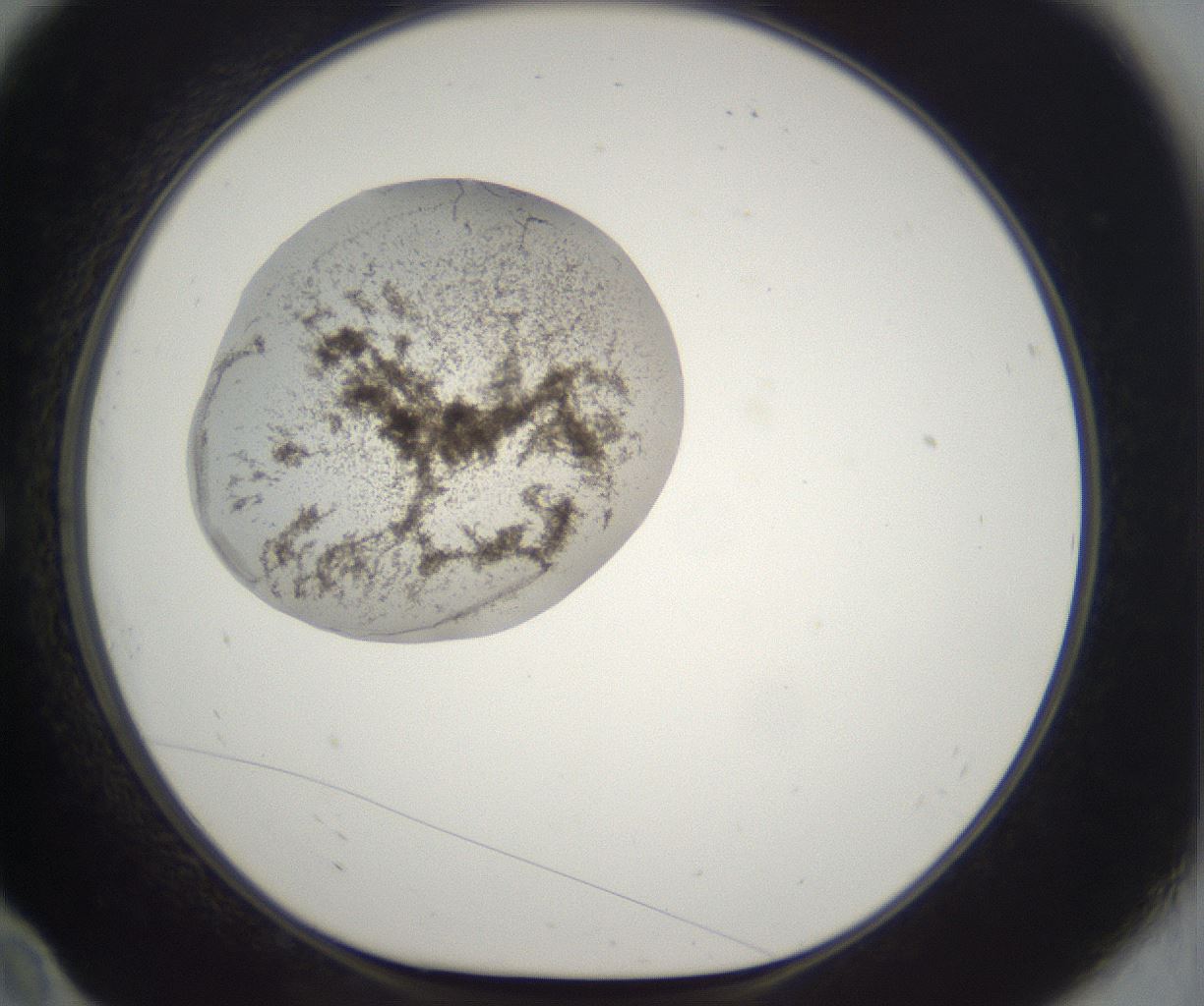 folderID216_plateID2216_batchID10056_wellNum10_profileID1_d1_r151881_ef.jpg