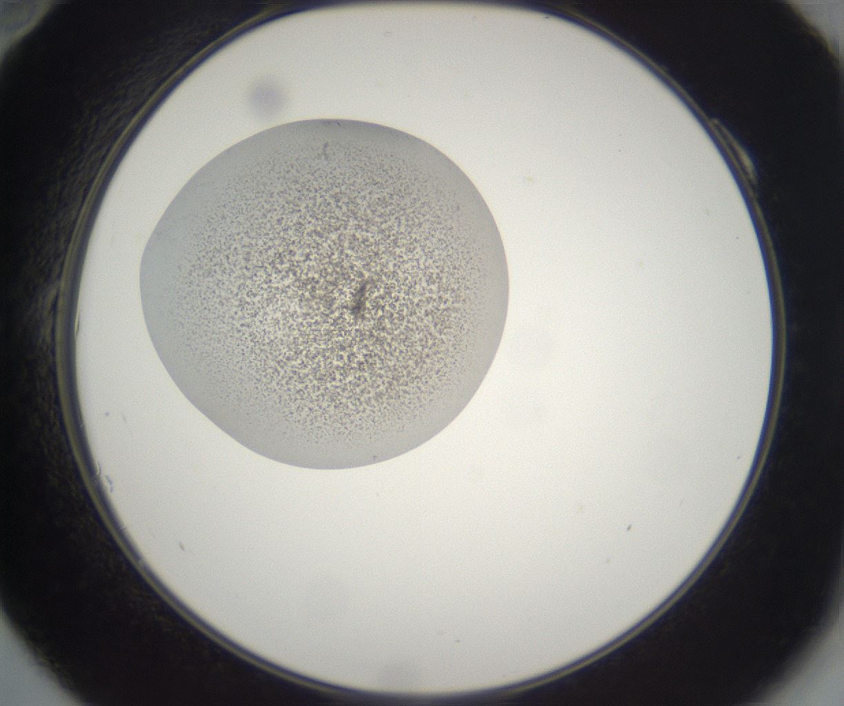folderID216_plateID2216_batchID10056_wellNum10_profileID1_d2_r151882_ef.jpg