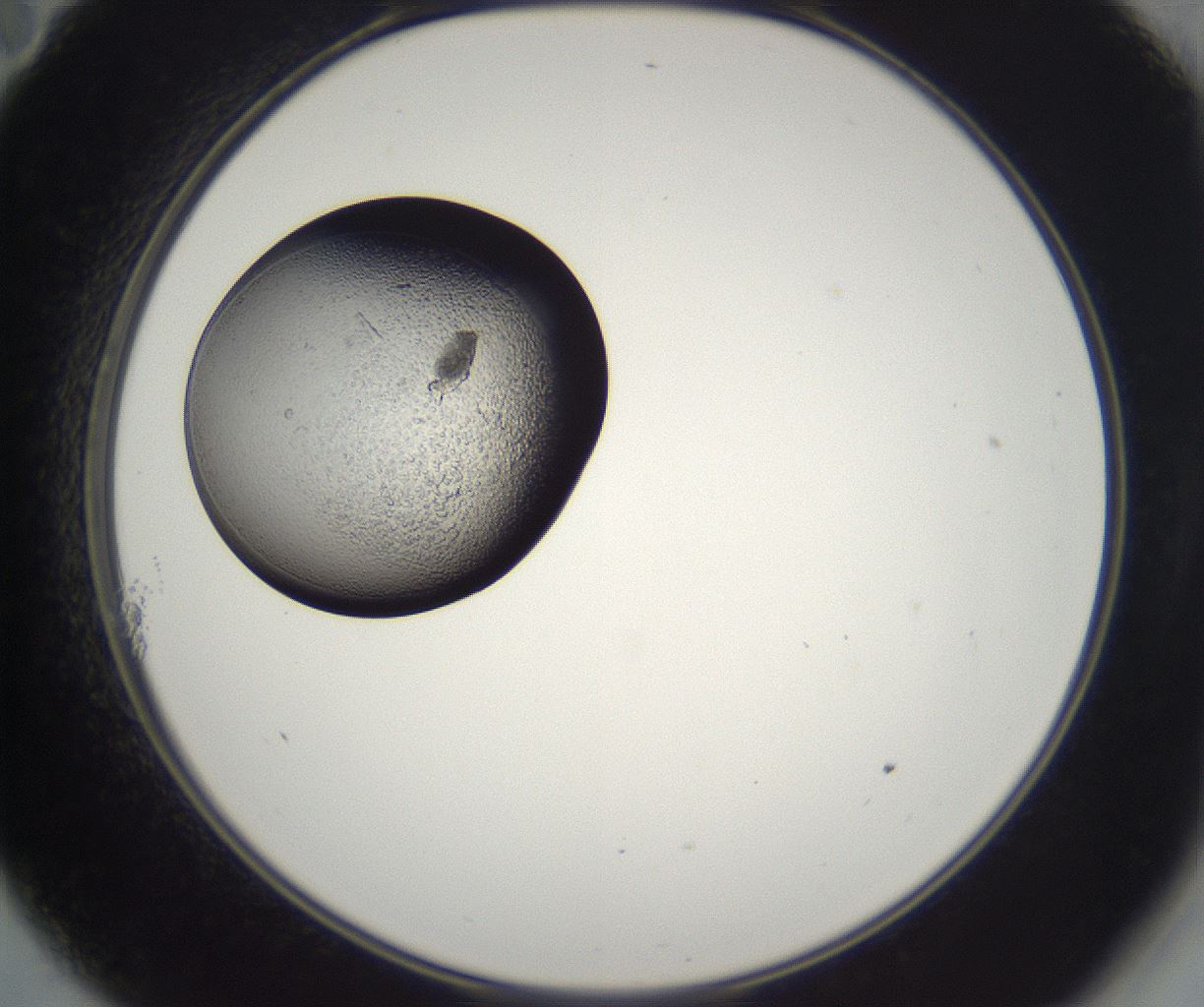 folderID216_plateID2216_batchID10056_wellNum11_profileID1_d2_r151884_ef.jpg