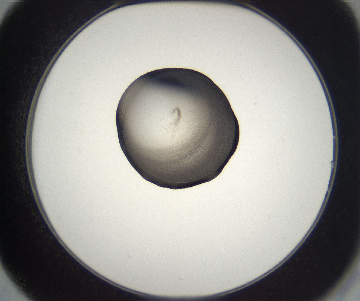 folderID216_plateID2216_batchID10056_wellNum14_profileID1_d2_r151890_ef.jpg