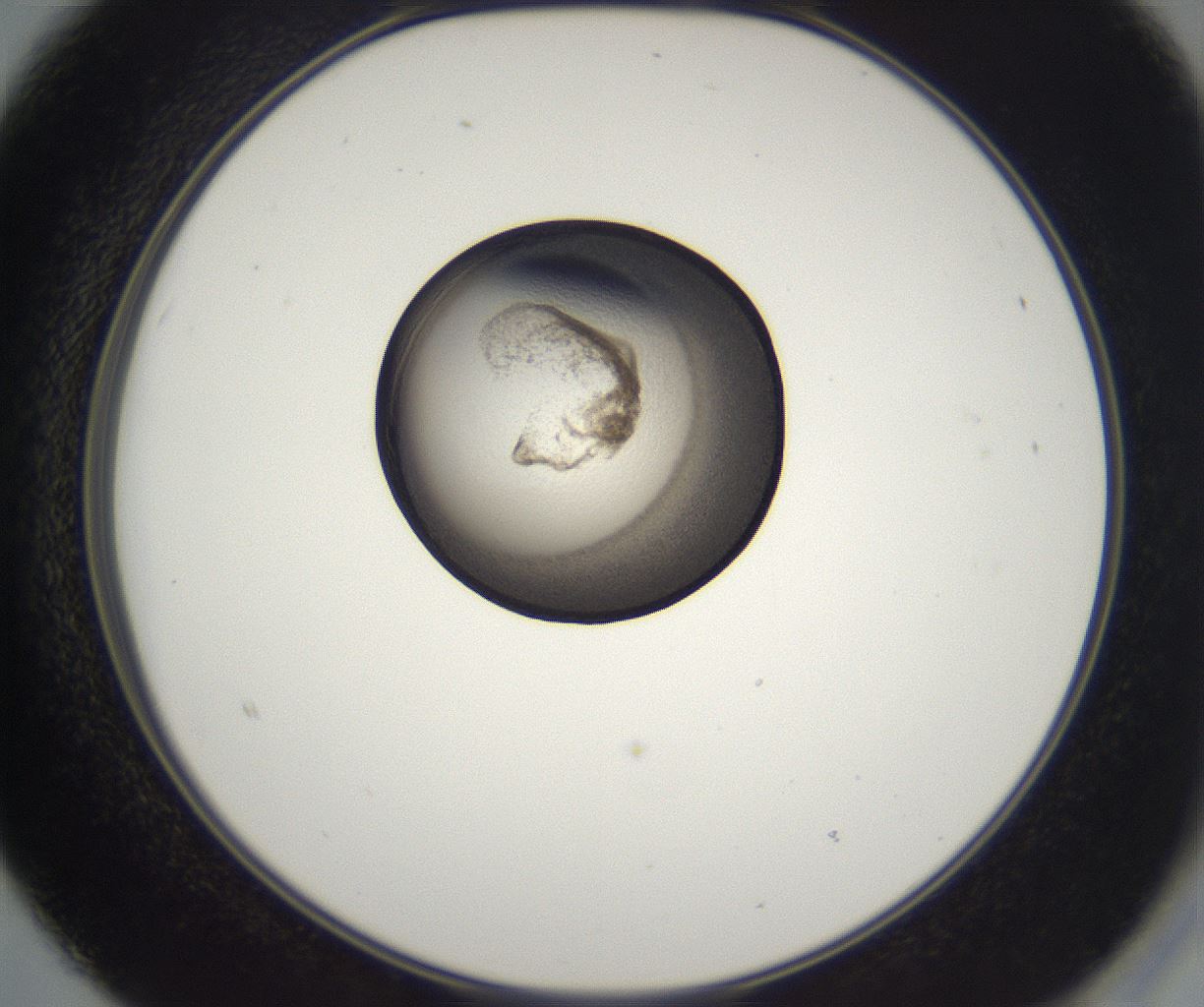 folderID216_plateID2216_batchID10056_wellNum15_profileID1_d2_r151892_ef.jpg