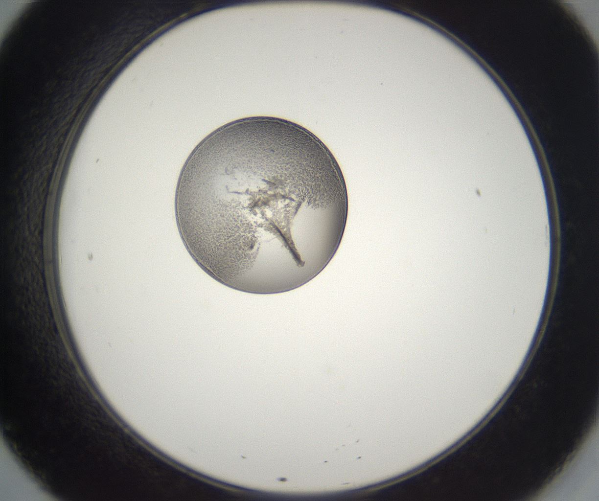 folderID216_plateID2216_batchID10056_wellNum20_profileID1_d2_r151902_ef.jpg