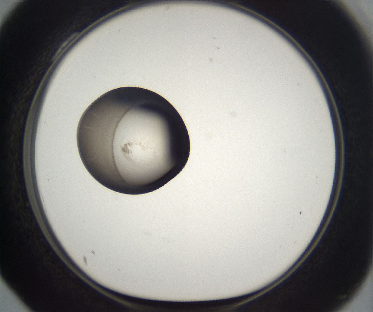 folderID216_plateID2216_batchID10056_wellNum28_profileID1_d1_r151917_ef.jpg